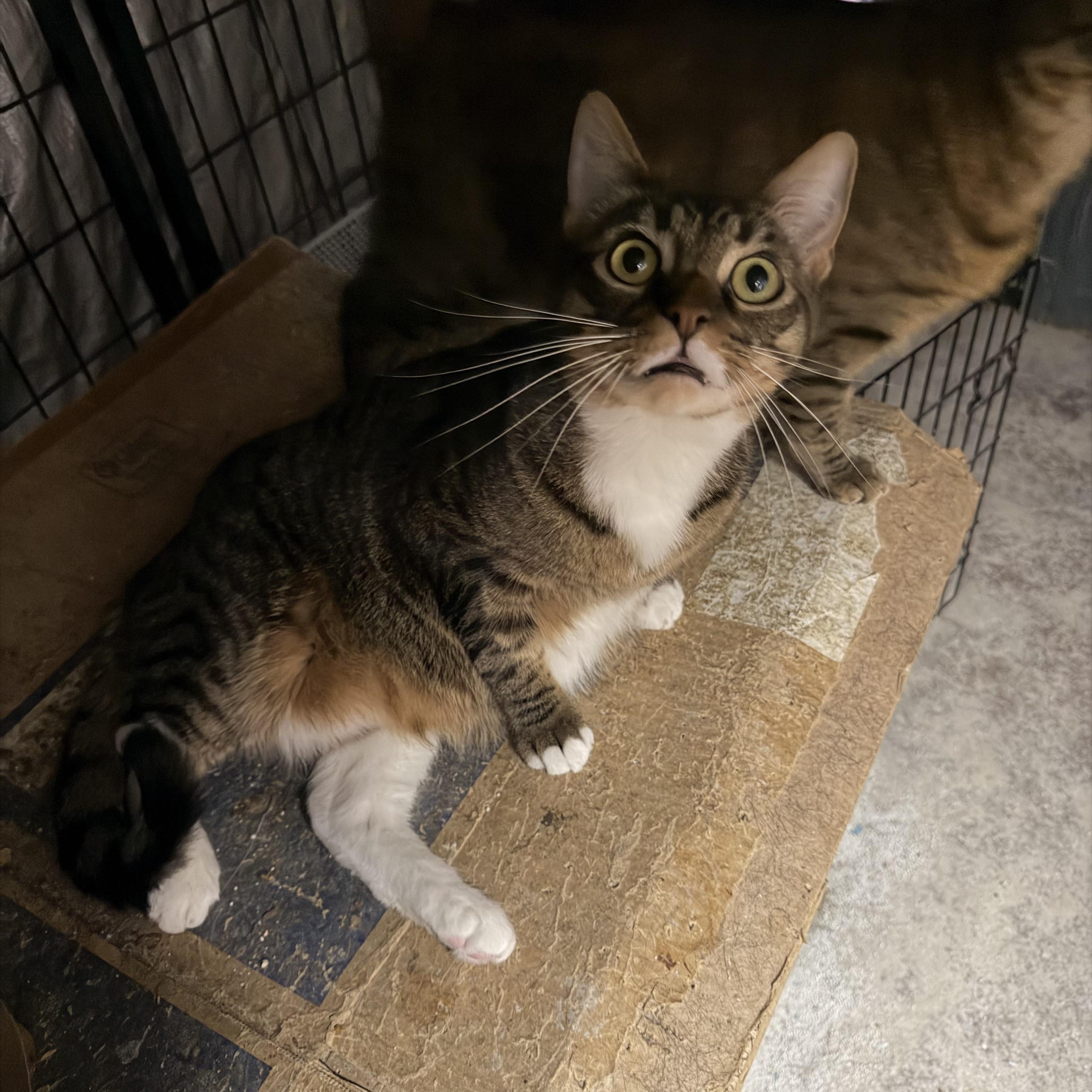 Enlarge Randy, a Adoptable Tabby in Bell Gardens, CA image 3/5