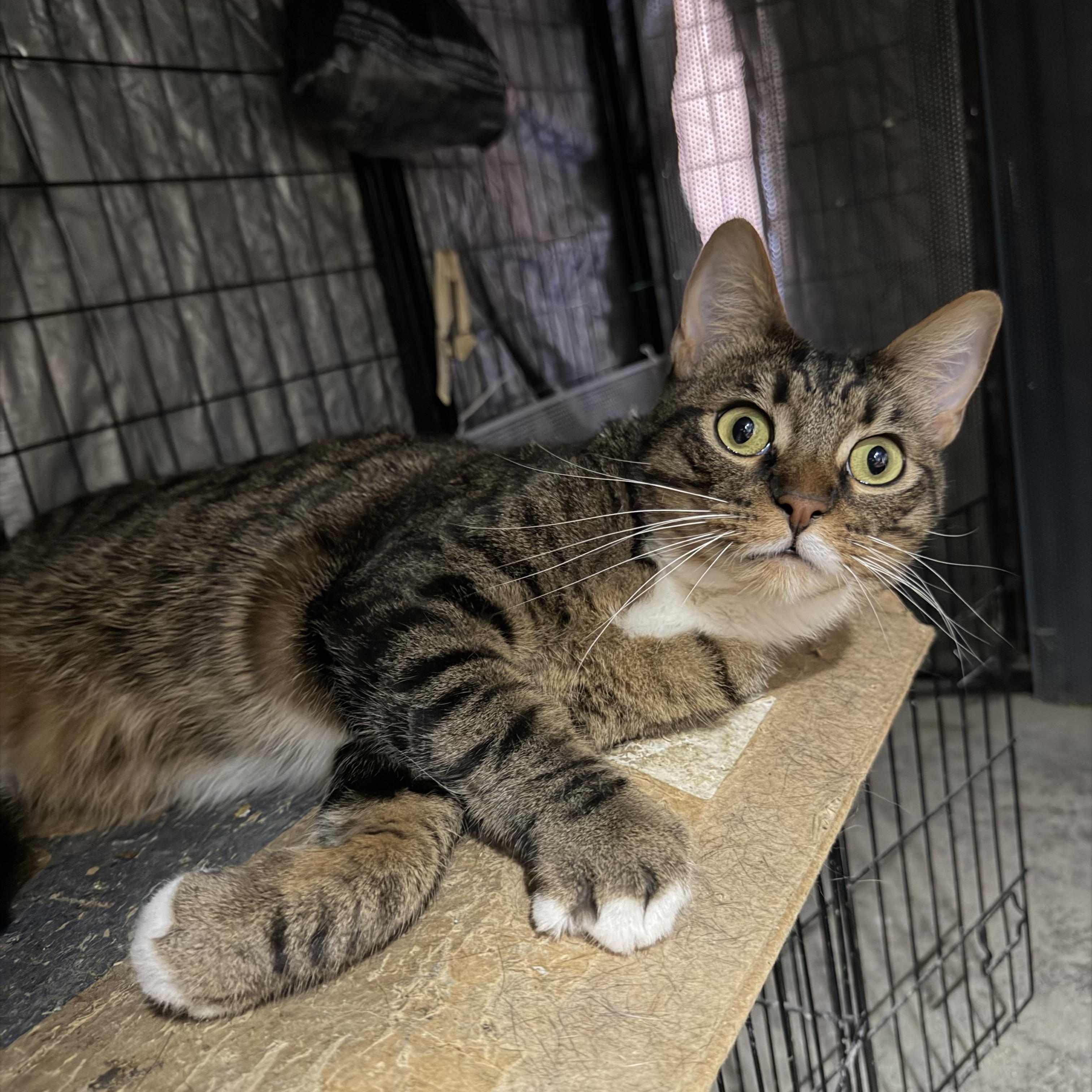 Enlarge Randy, a Adoptable Tabby in Bell Gardens, CA image 2/5
