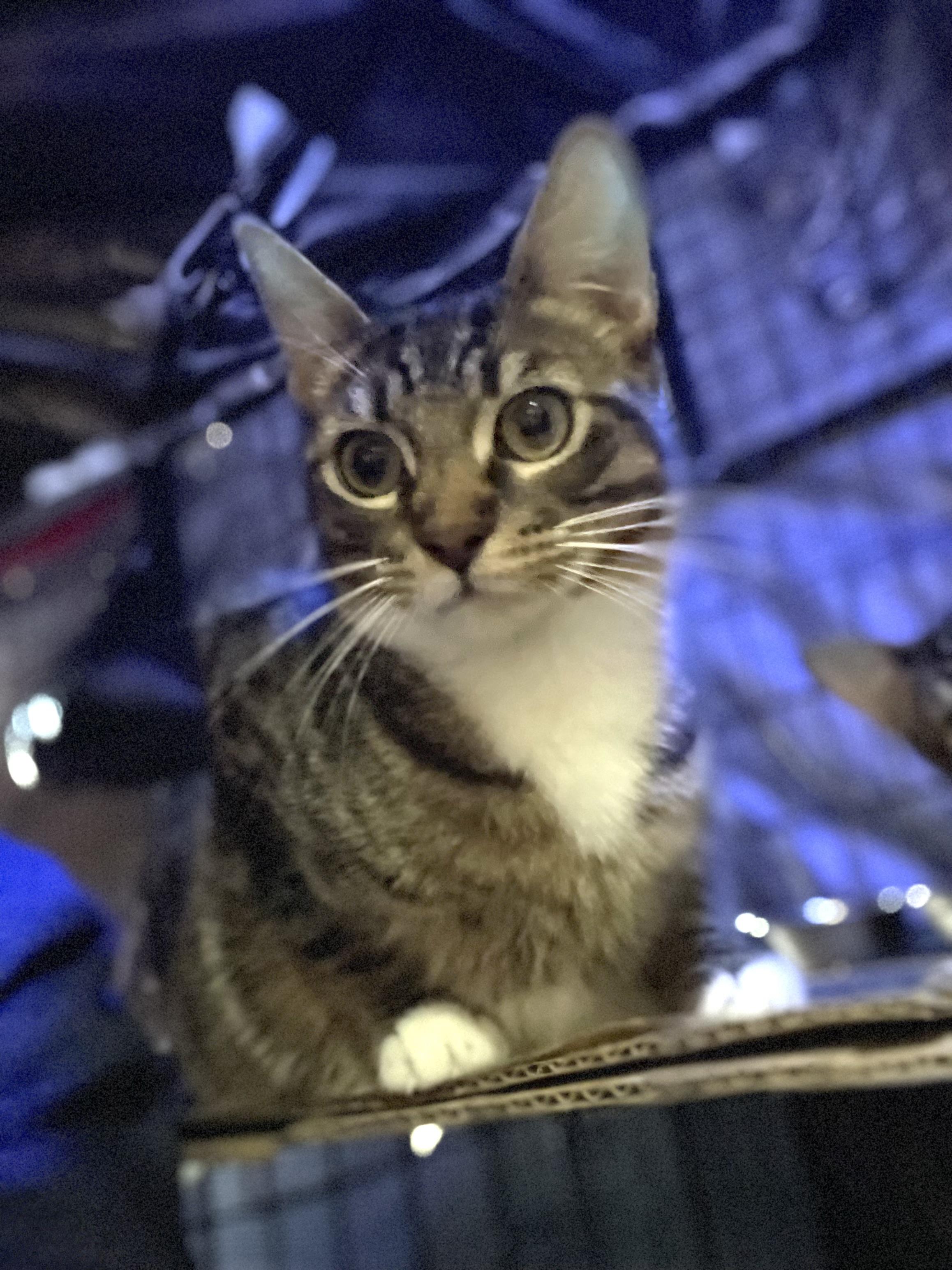 Randy, a Adoptable Tabby in Bell Gardens, CA image 1/5