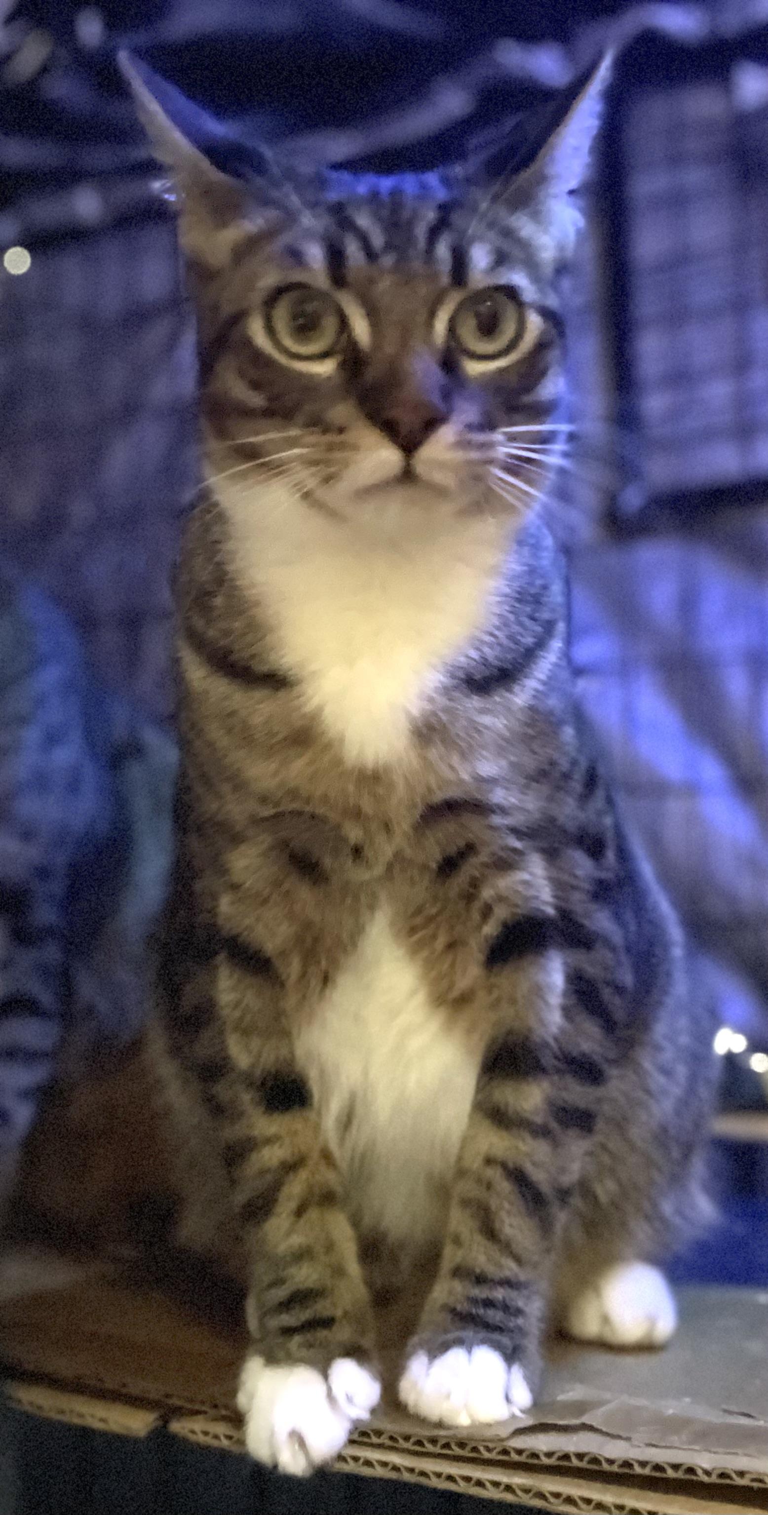 Randy, a Adoptable Tabby in Bell Gardens, CA image 3/5