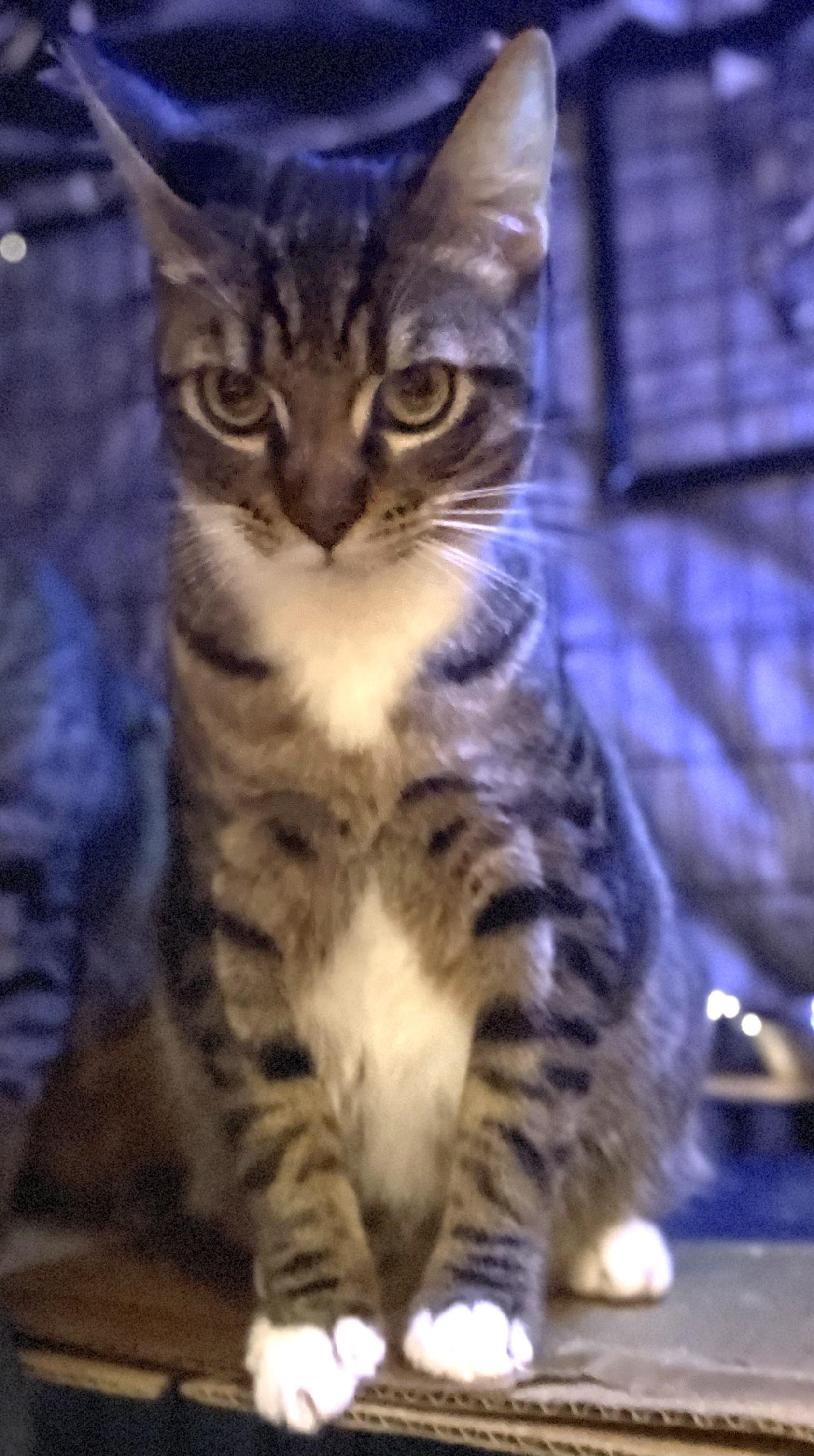 Randy, a Adoptable Tabby in Bell Gardens, CA image 4/5