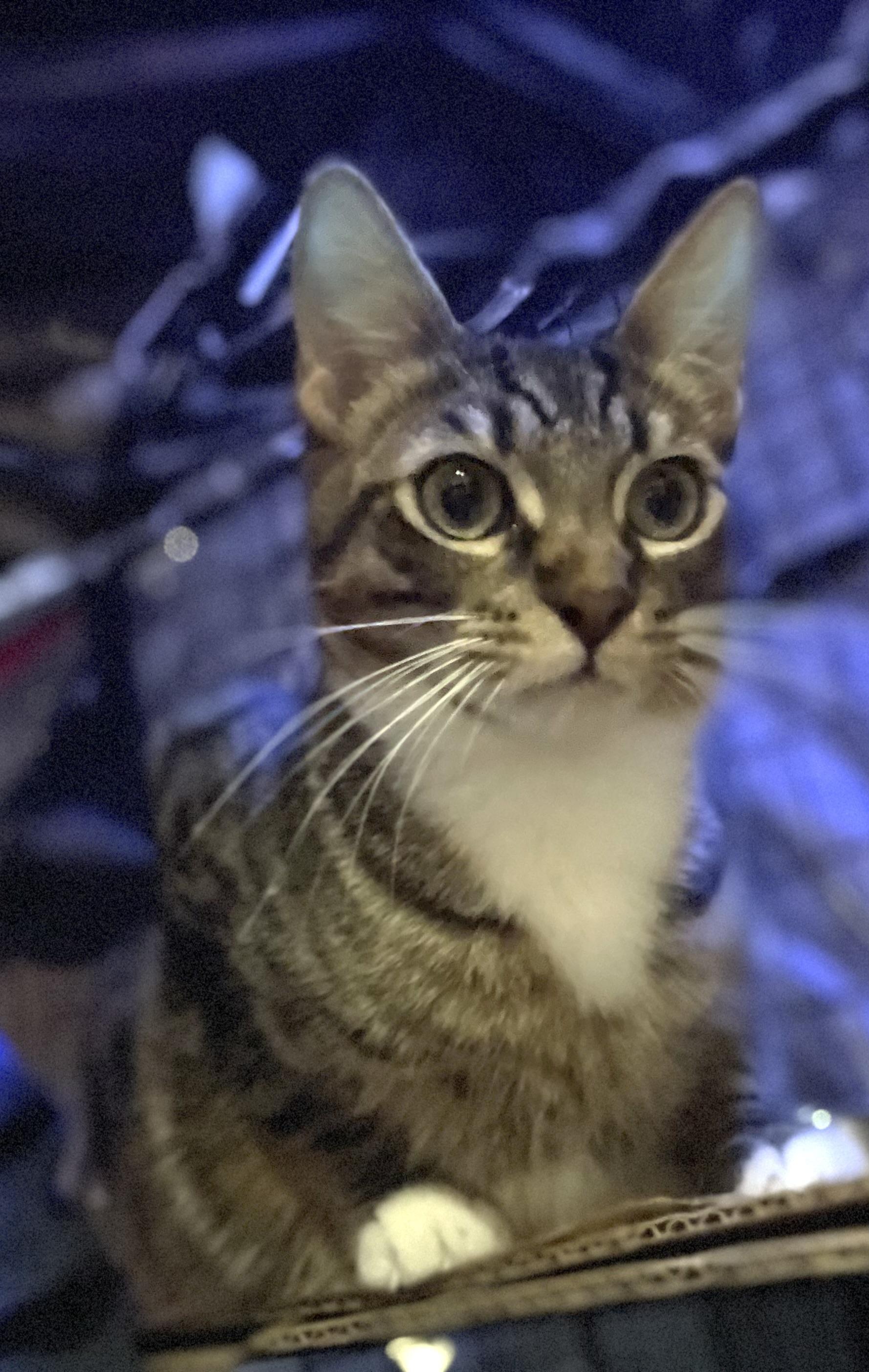 Randy, a Adoptable Tabby in Bell Gardens, CA image 5/5