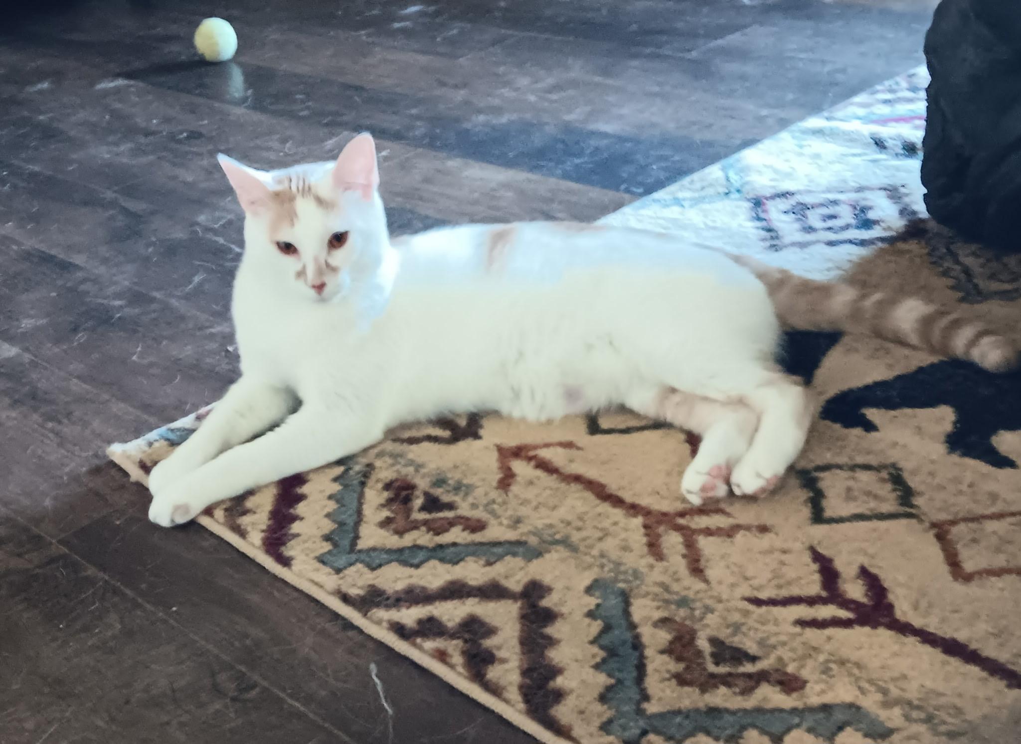 Ziggy, ADOPTABLE, Young Male Domestic Short Hair.
