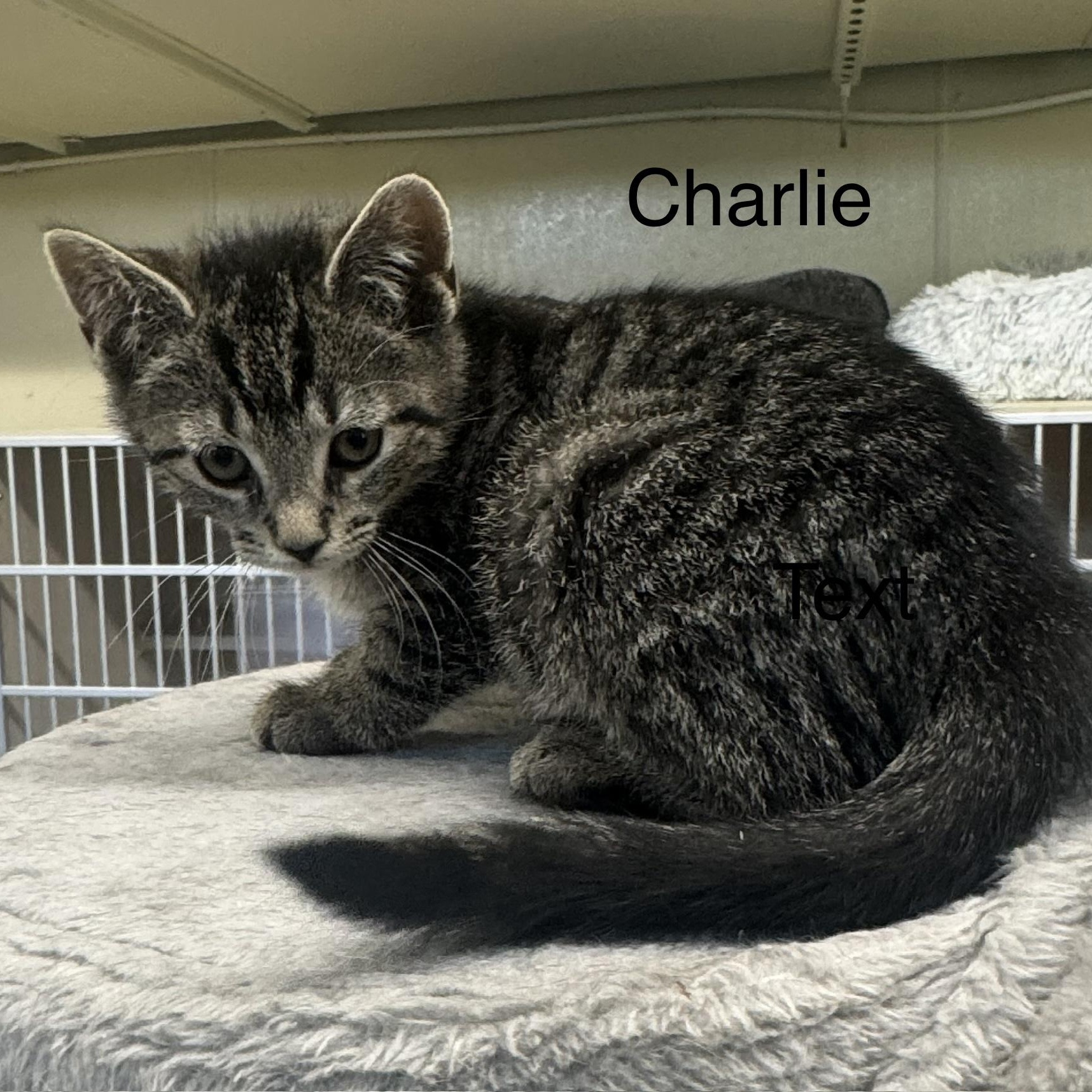 Enlarge Charlie, an adopted Tiger in Ulster, PA image 1/1