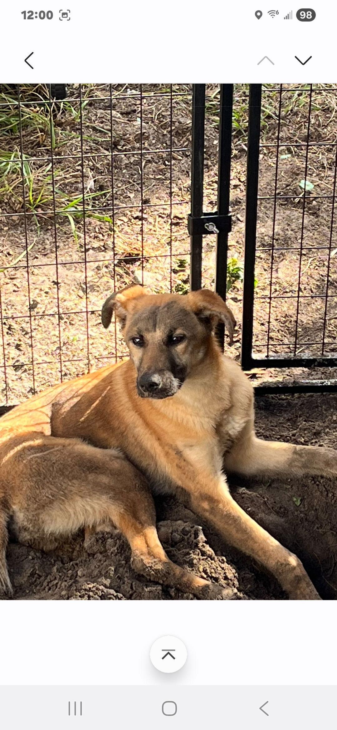 Maverick, Adoptable, Young Male Border Collie & German Shepherd Dog.