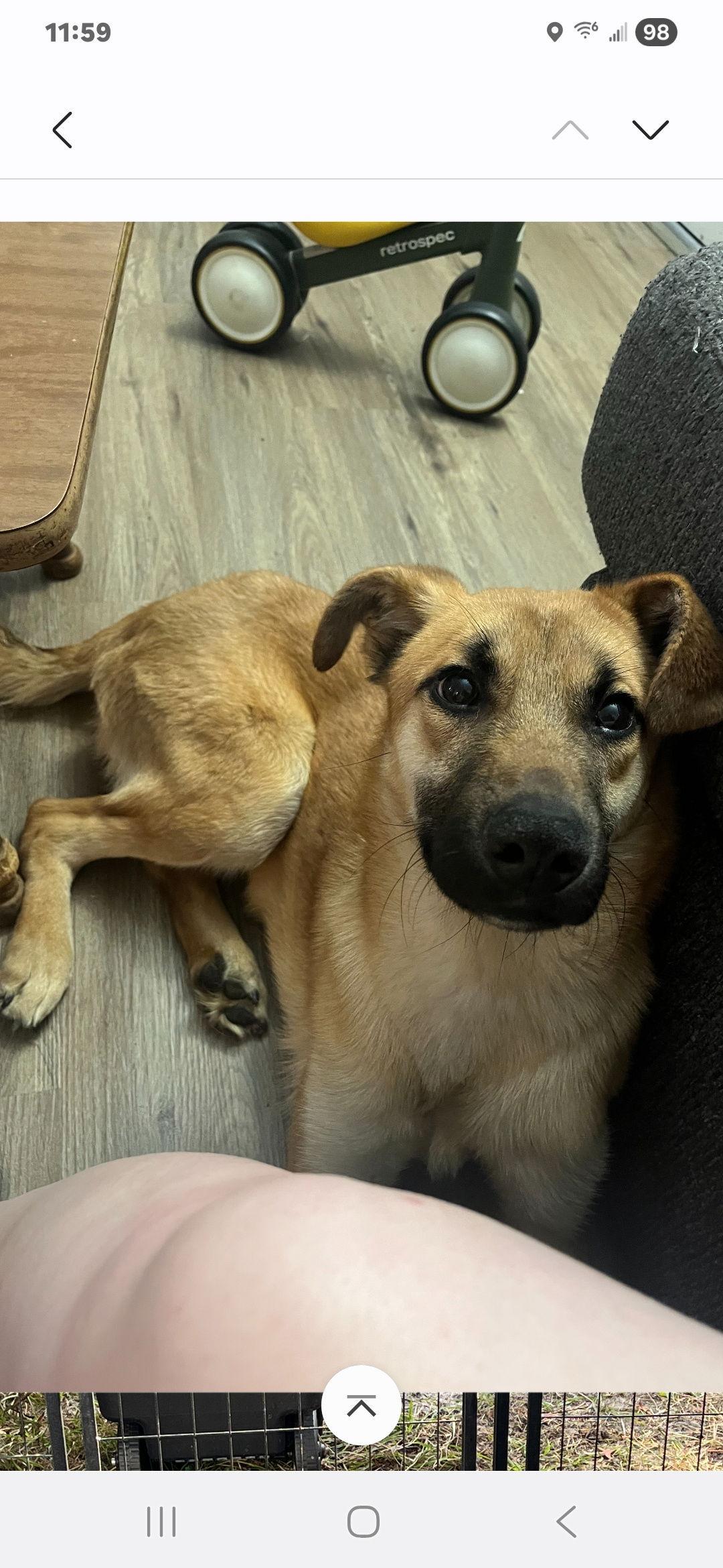 Maverick, a Adoptable mixed breed in Brooksville, FL image 2/2