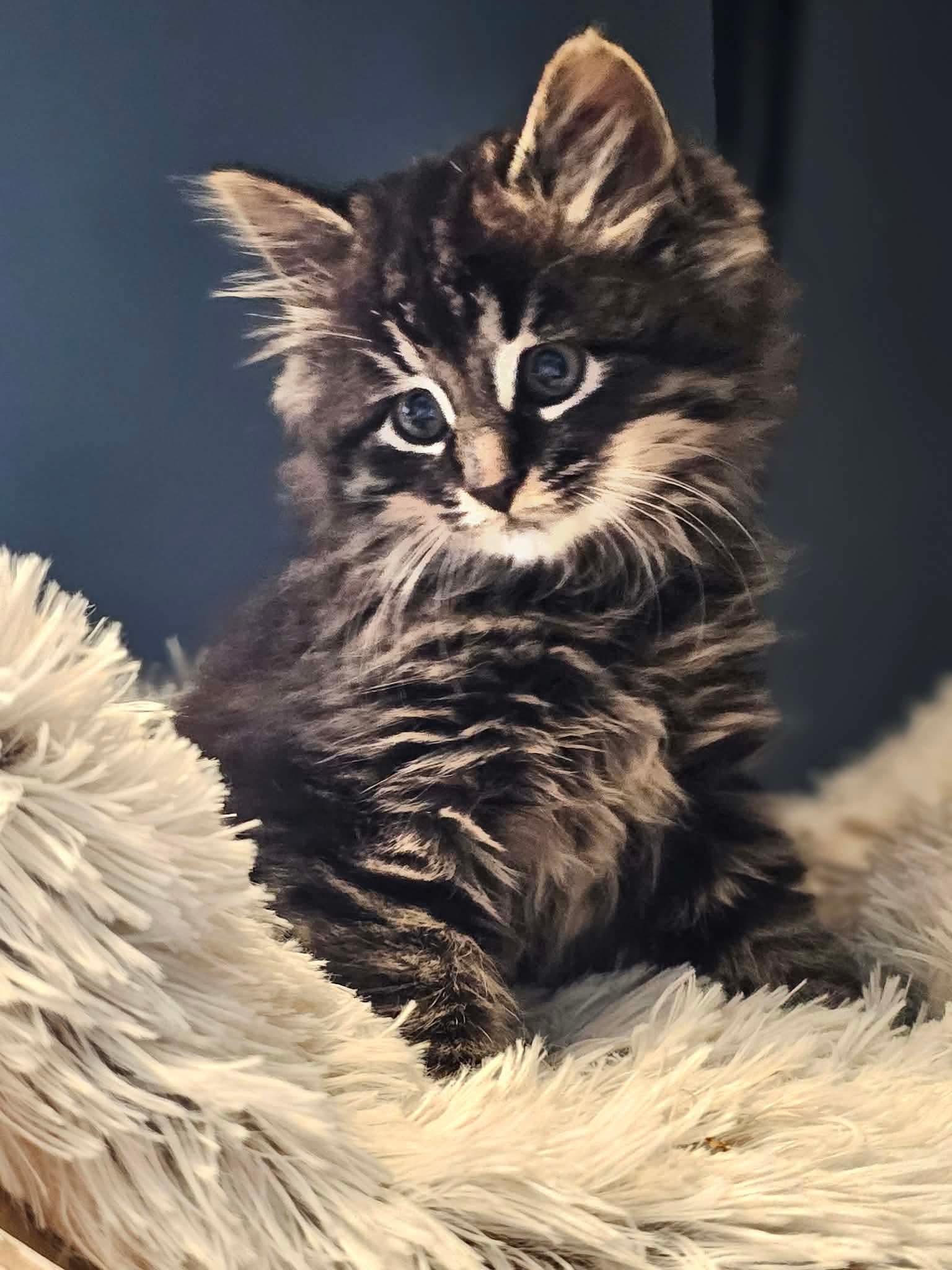 Enlarge Juliet - Sweet and affectionate, a Adopted Domestic Long Hair in Muskego, WI image 1/3