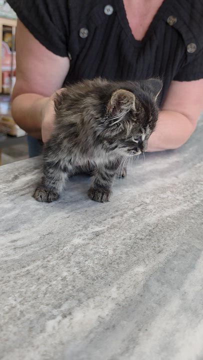 Enlarge Juliet - Sweet and affectionate, a Adopted Domestic Long Hair in Muskego, WI video 3/3