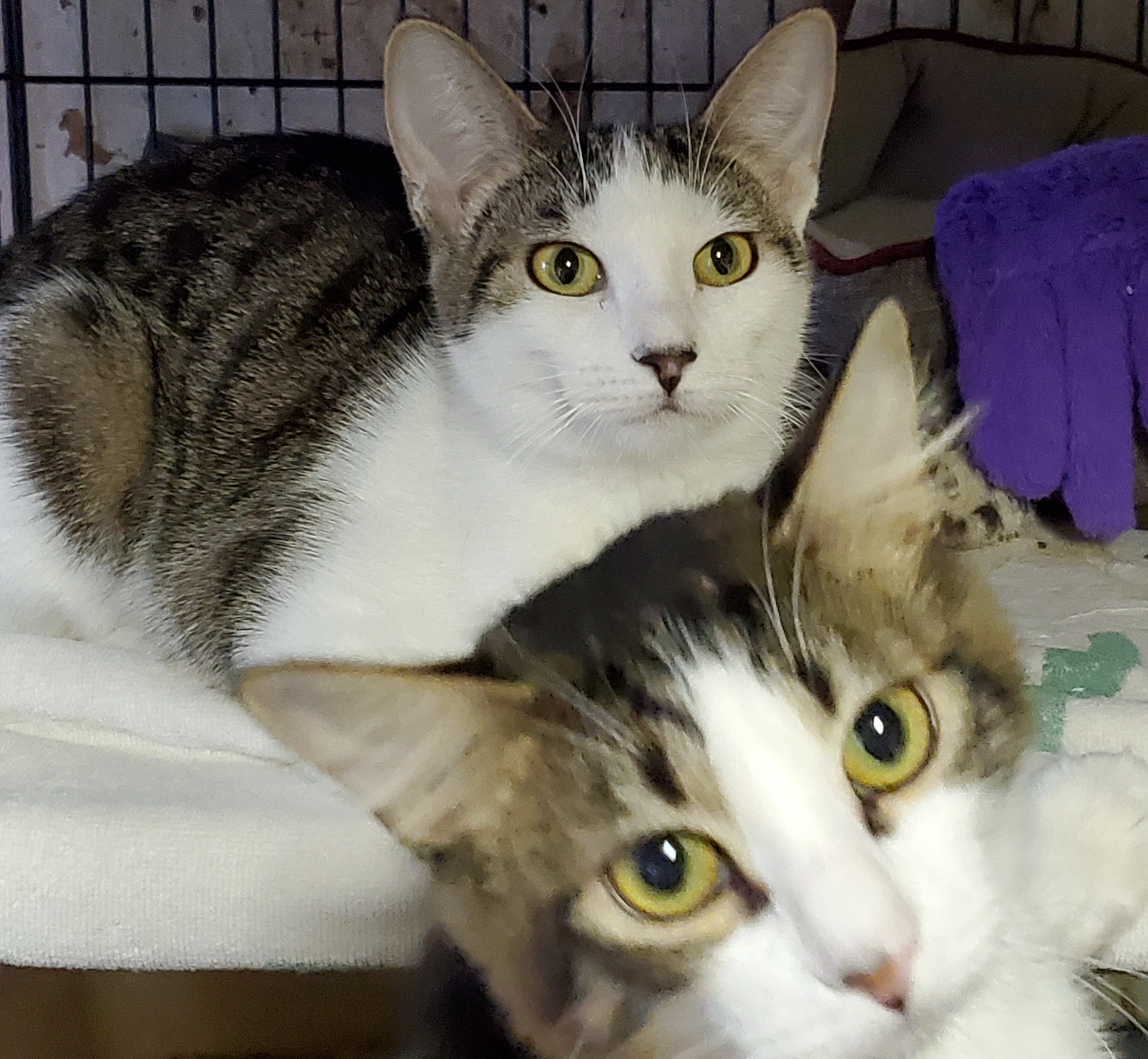 Valentina, Adoptable, Young Female Domestic Short Hair & Tabby.