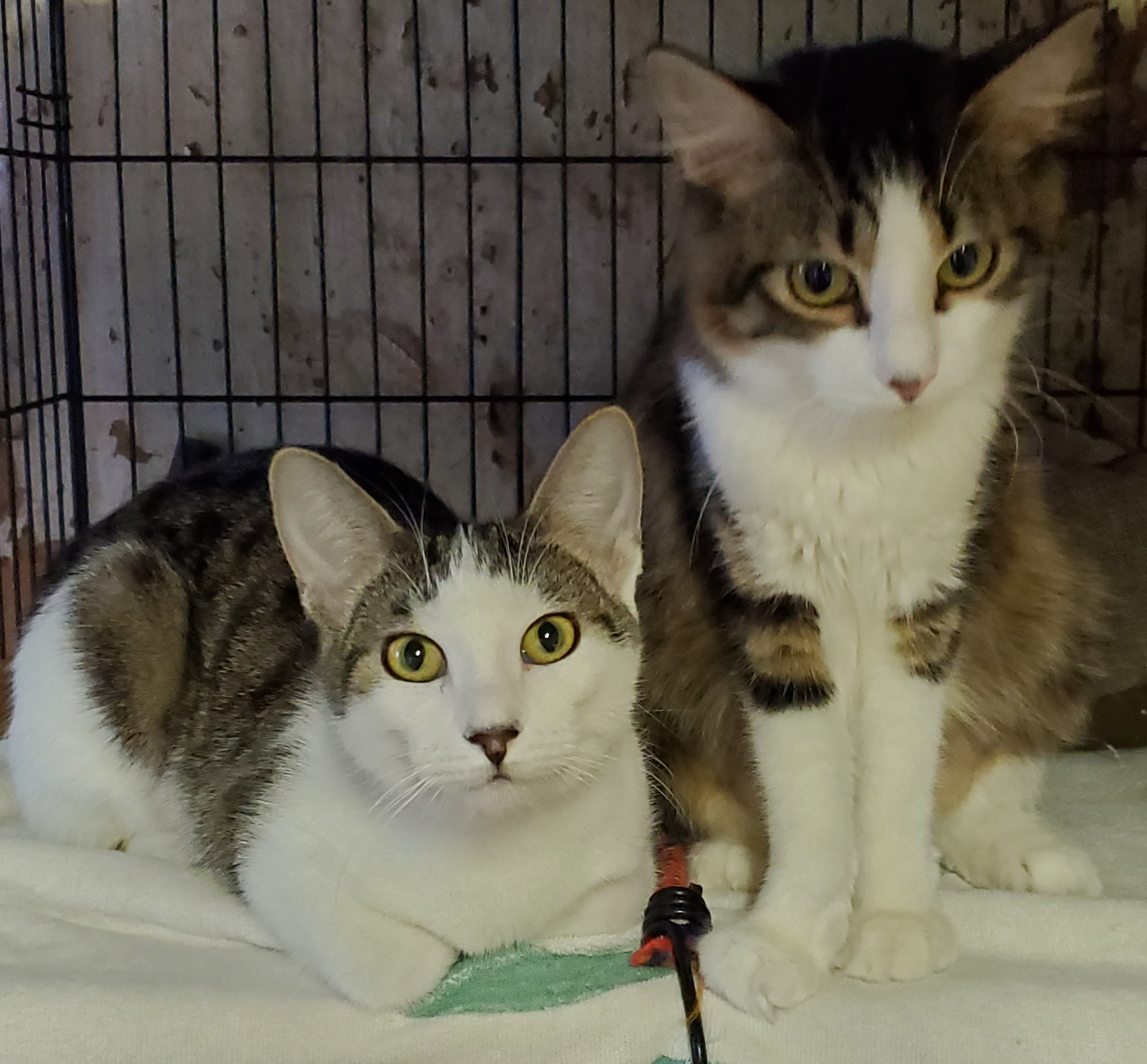 Valentina, a Adoptable mixed breed in Pasadena, CA image 2/8