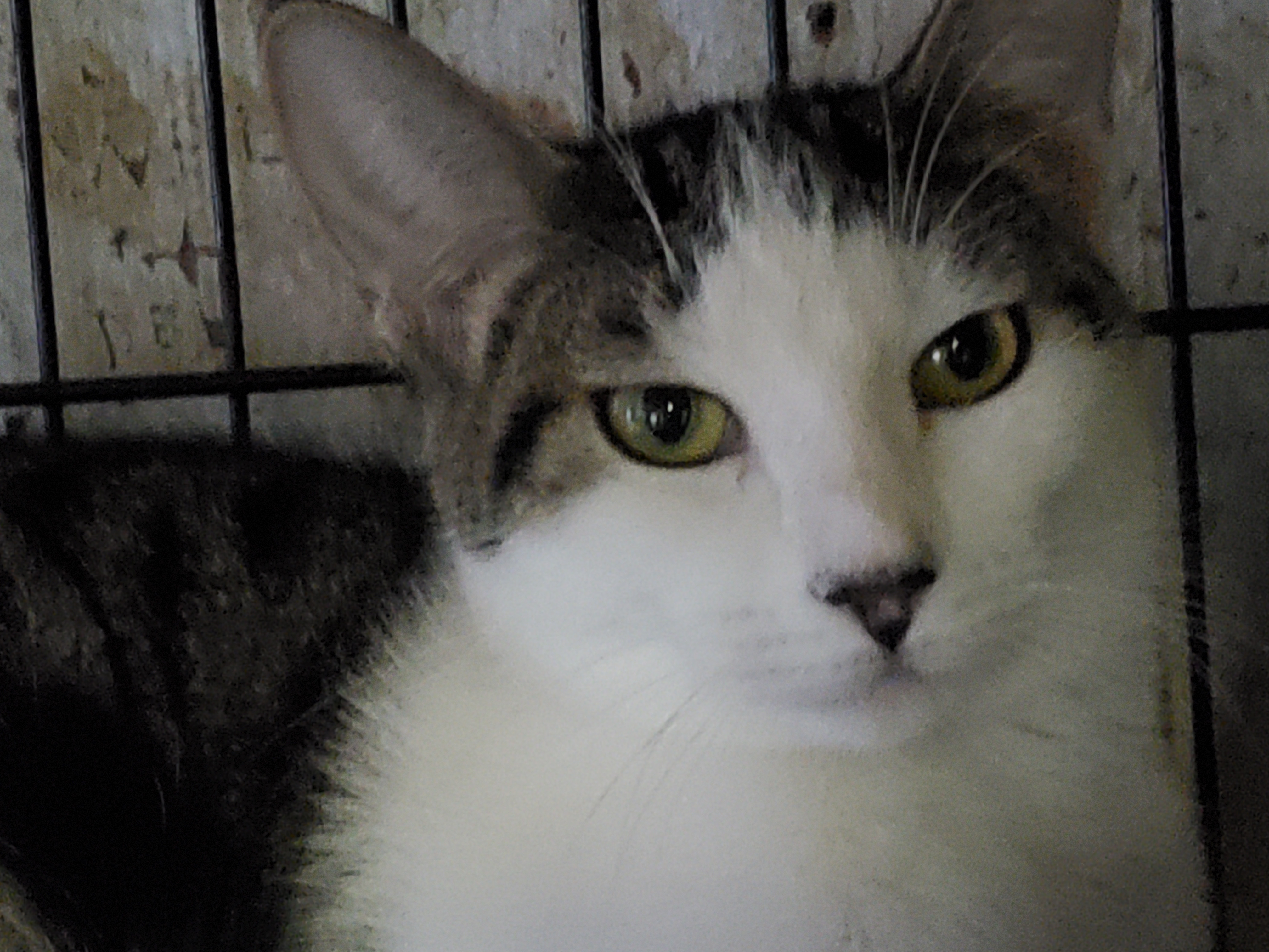 Valentina, a Adoptable mixed breed in Pasadena, CA image 3/8