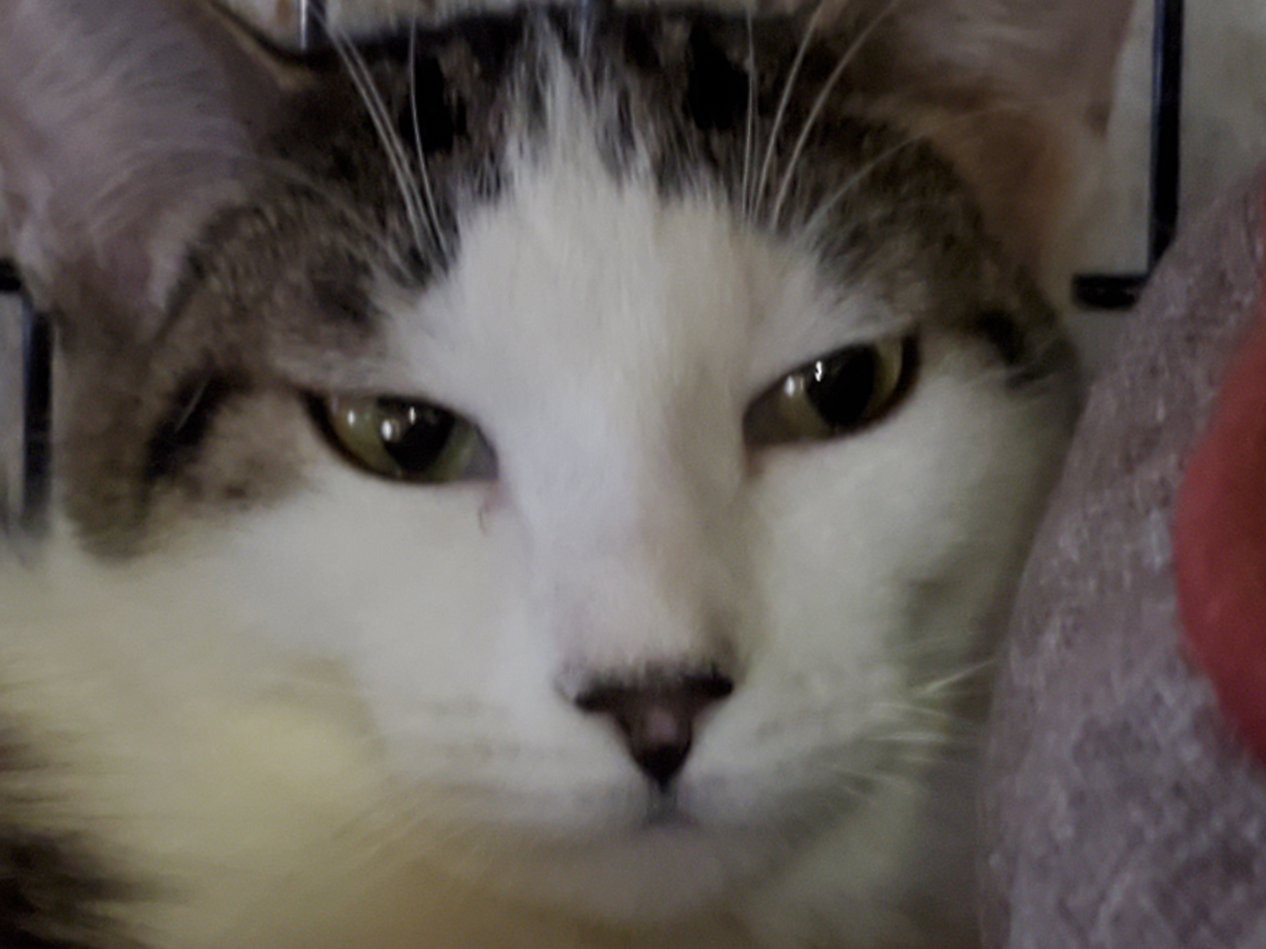 Valentina, a Adoptable mixed breed in Pasadena, CA image 4/8