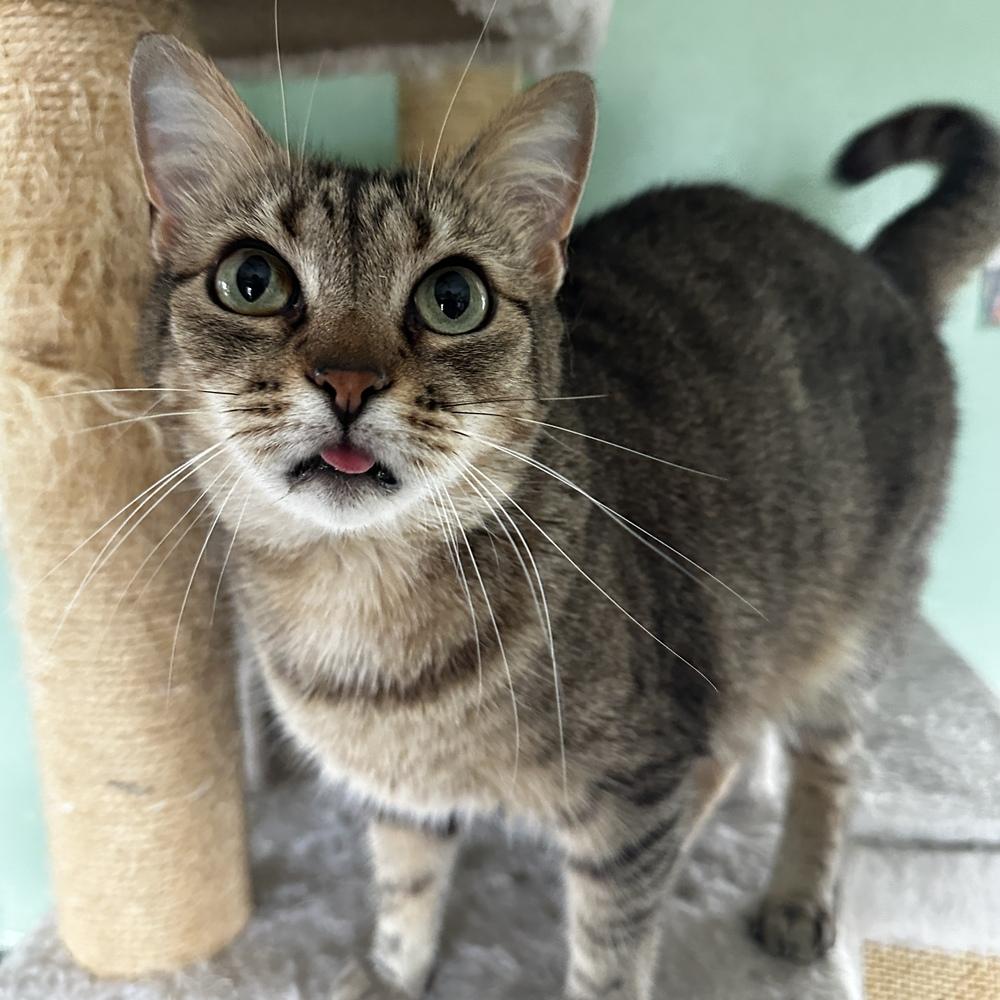 Tia, Adoptable, Adult Female Domestic Short Hair.