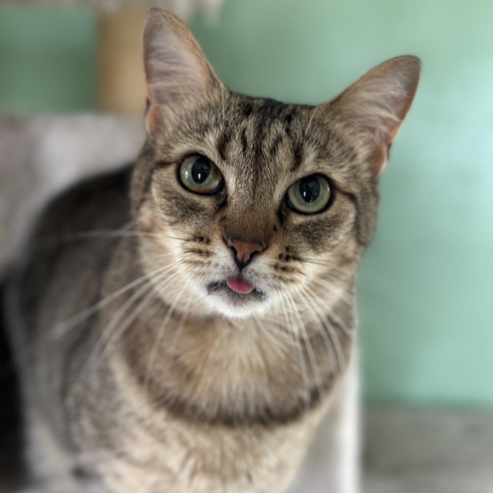 Tia, a Adoptable mixed breed in Columbus, OH image 2/2