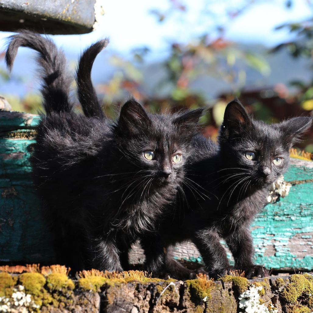 Enlarge Fredo (bonded with Fern), a Adoptable Domestic Short Hair in Santa Rosa, CA image 1/5