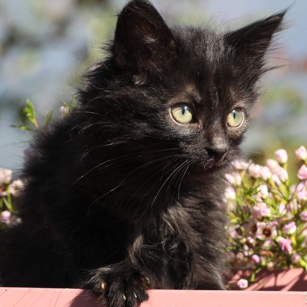 Enlarge Fredo (bonded with Fern), a Adoptable Domestic Short Hair in Santa Rosa, CA image 2/5