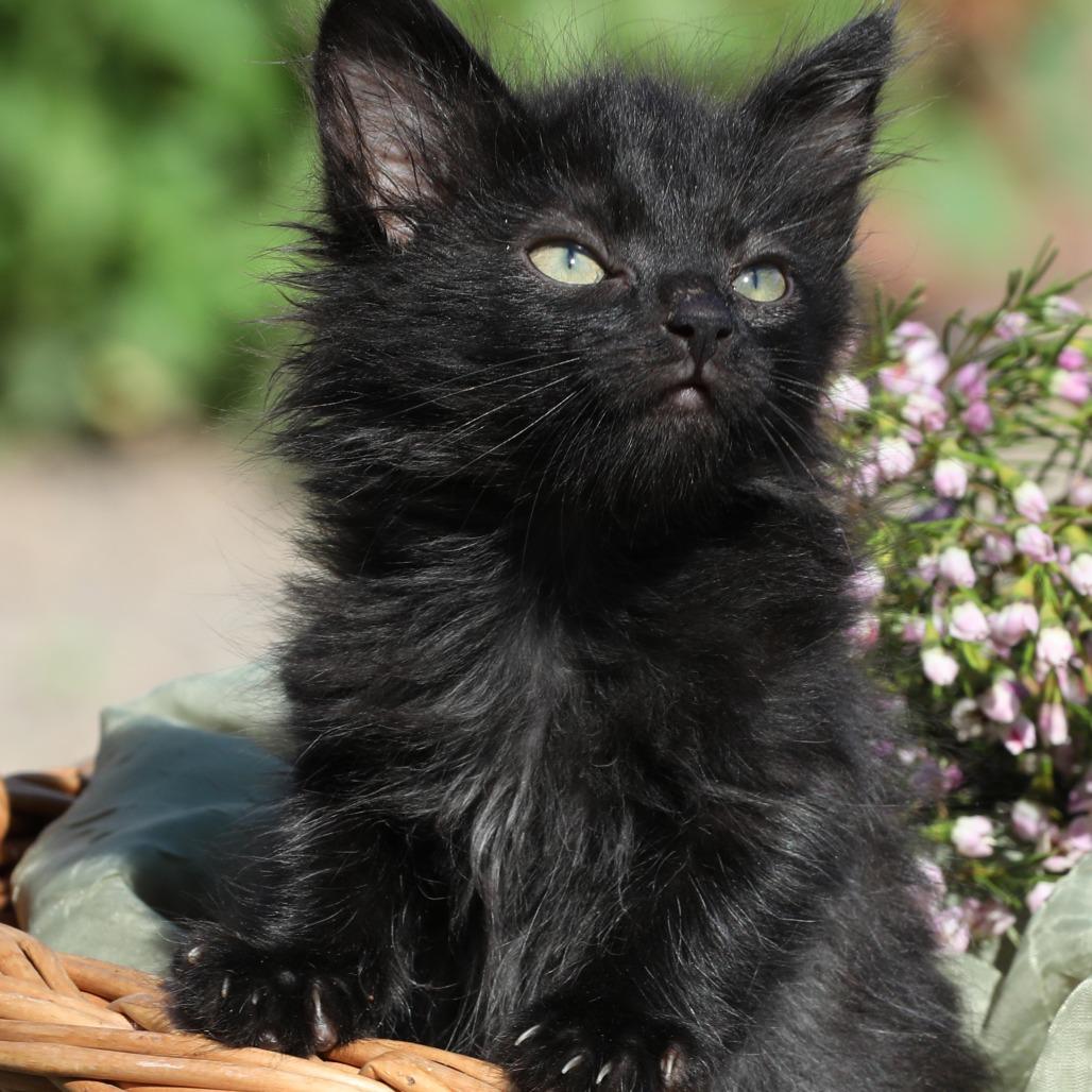 Enlarge Fredo (bonded with Fern), a Adoptable Domestic Short Hair in Santa Rosa, CA image 3/5