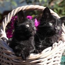 Enlarge Fredo (bonded with Fern), a Adoptable Domestic Short Hair in Santa Rosa, CA image 4/5