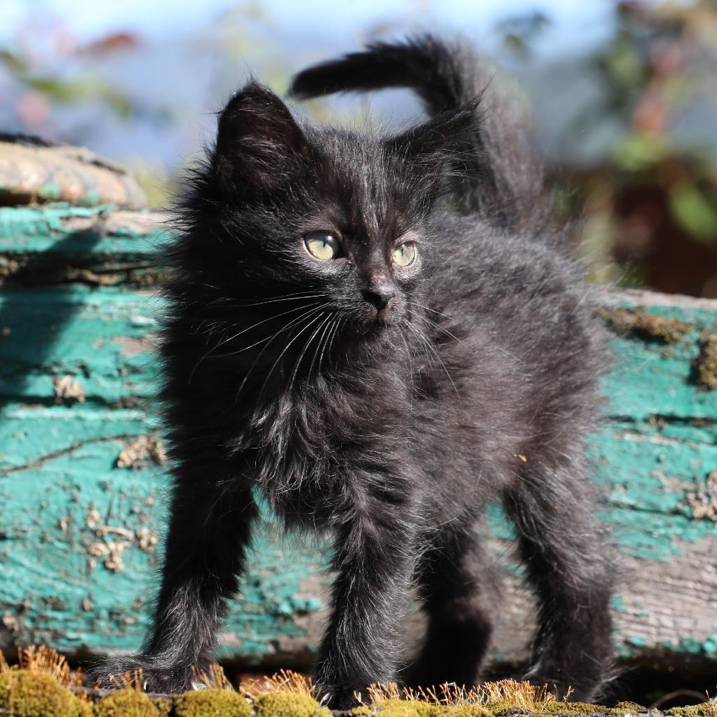 Enlarge Fredo (bonded with Fern), a Adoptable Domestic Short Hair in Santa Rosa, CA image 5/5