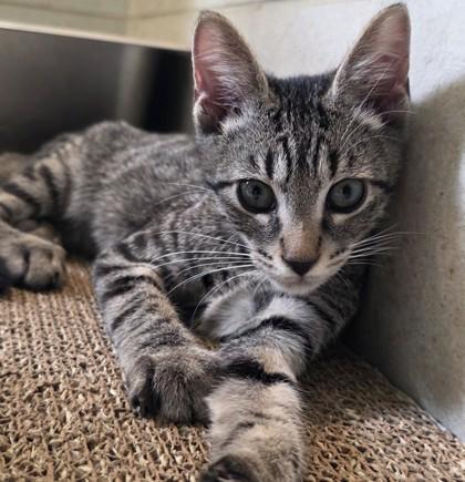 Enlarge Sweet Boy, a Adoptable mixed breed in Honolulu, HI image 1/2