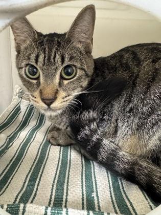 Enlarge Sweet Boy, a Adoptable mixed breed in Honolulu, HI image 2/2