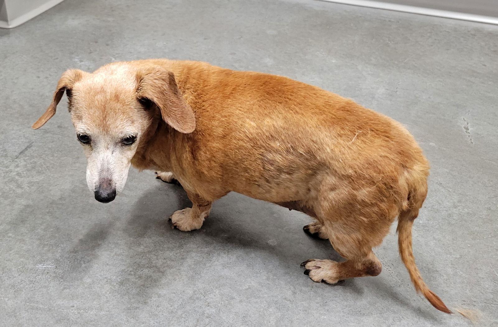 Genevieve Pearl, Adoptable, Senior Female Dachshund.