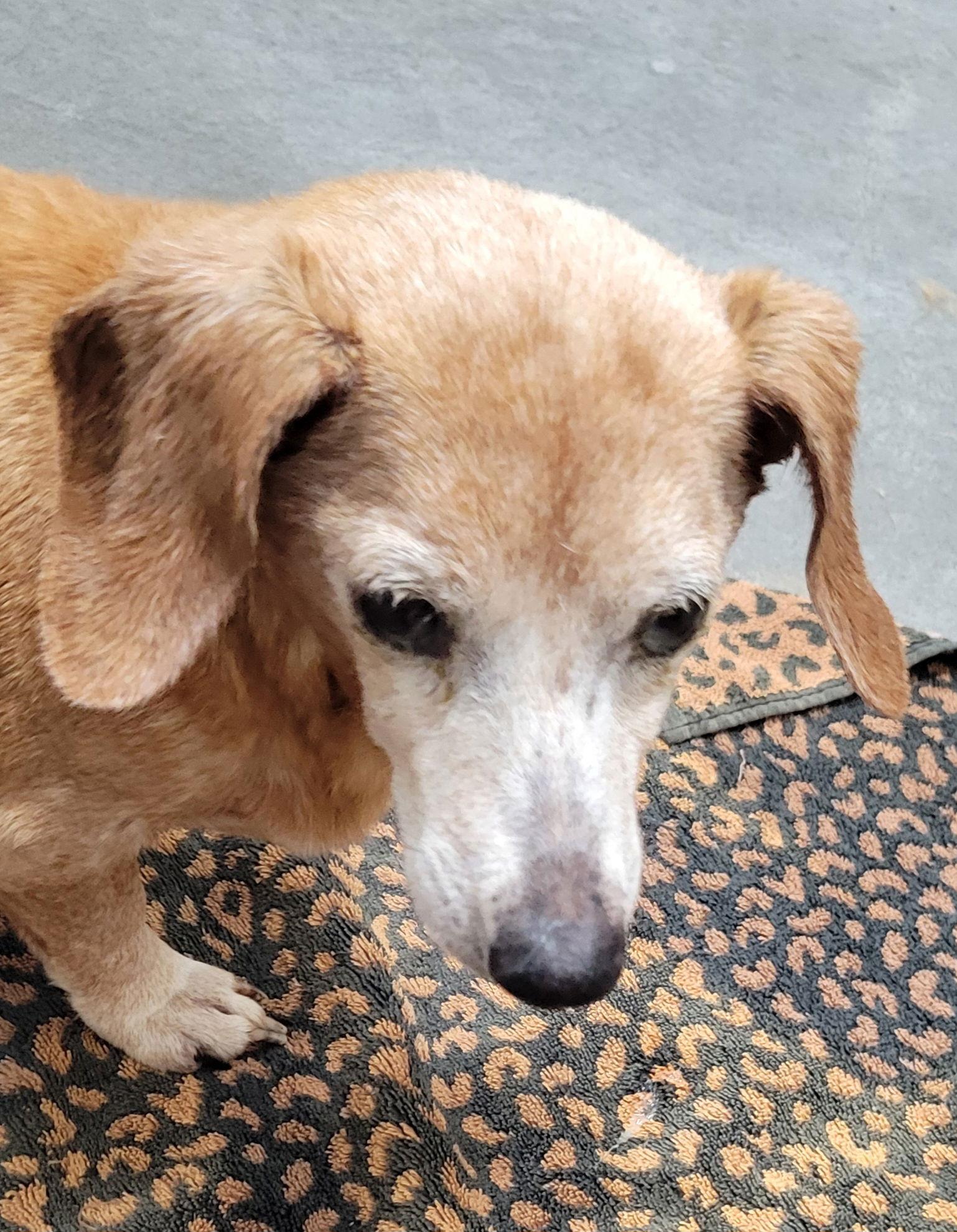 Genevieve Pearl, a Adoptable Dachshund in Austin, TX image 2/2