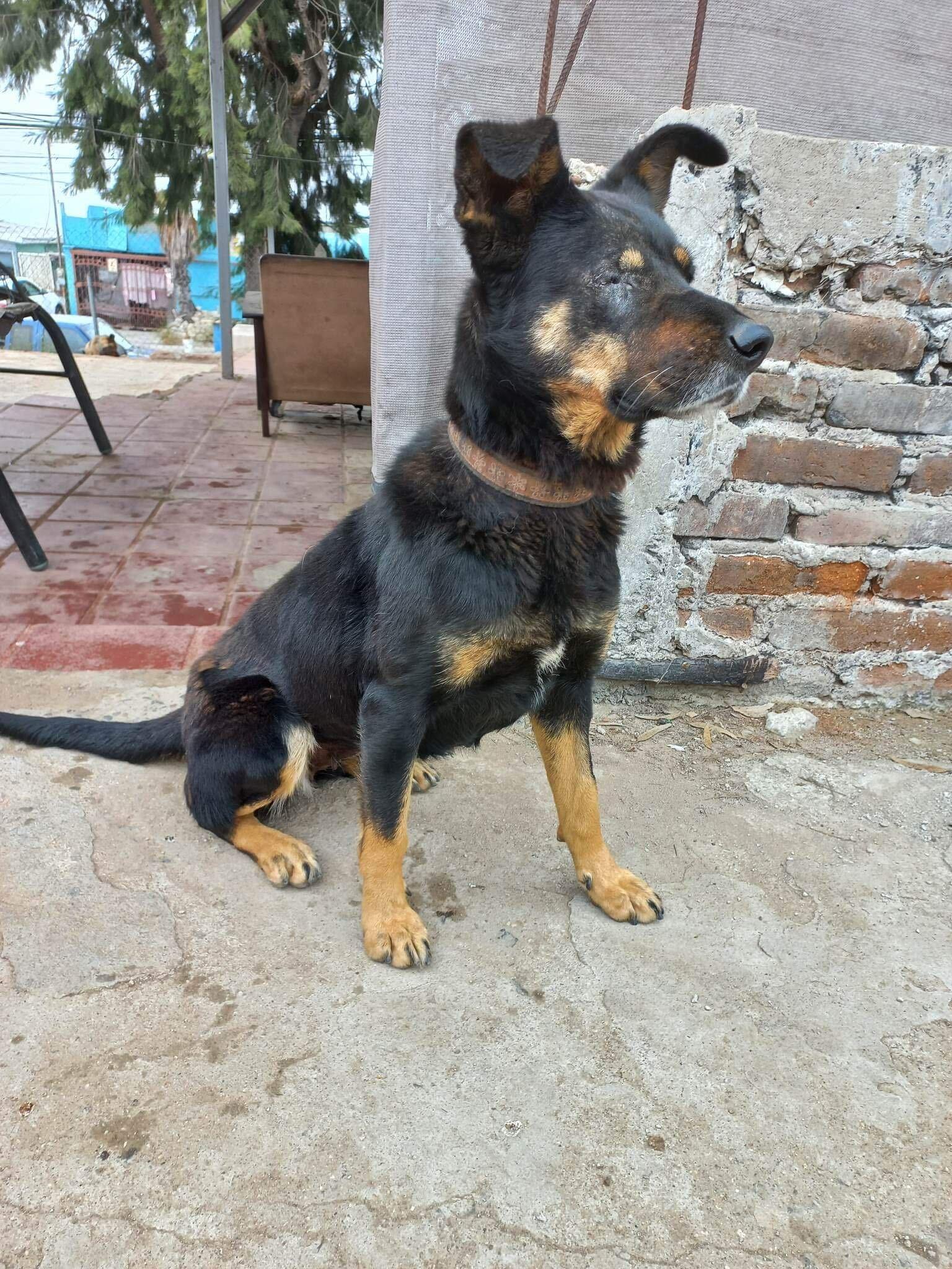 Catalina, a Adoptable mixed breed in San Diego, CA image 2/6