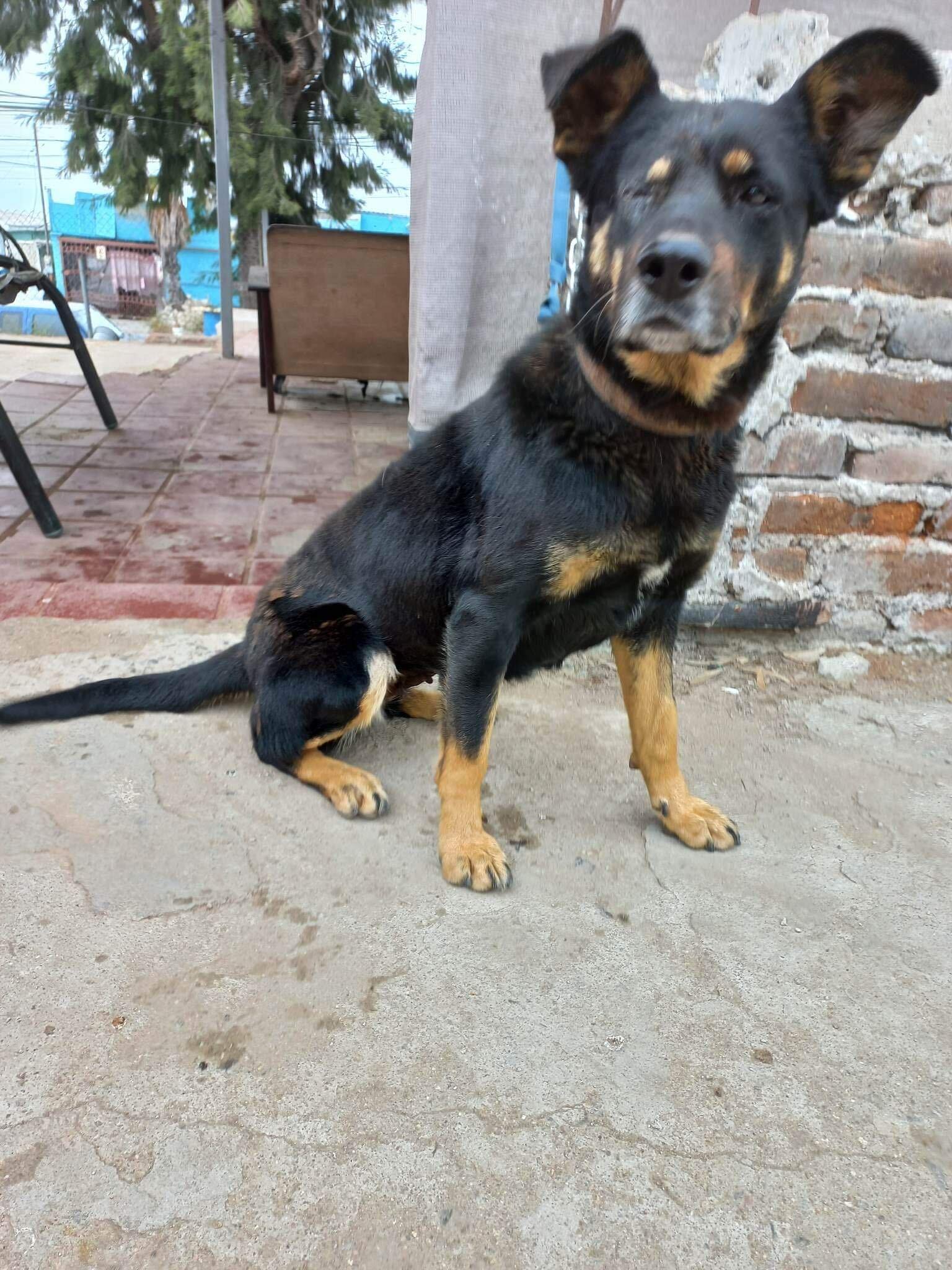 Catalina, a Adoptable mixed breed in San Diego, CA image 3/6