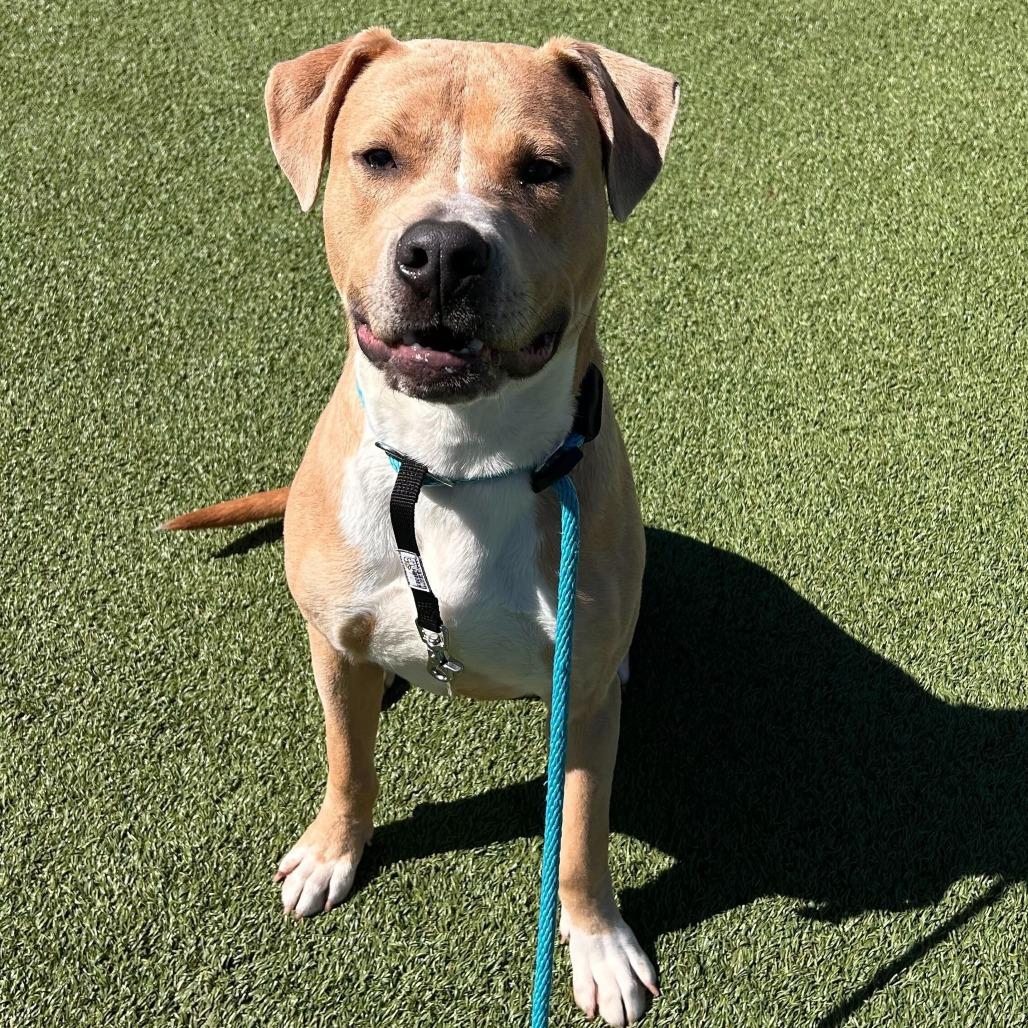 Enlarge Cash, a Adoptable Terrier in Chattanooga, TN image 1/6