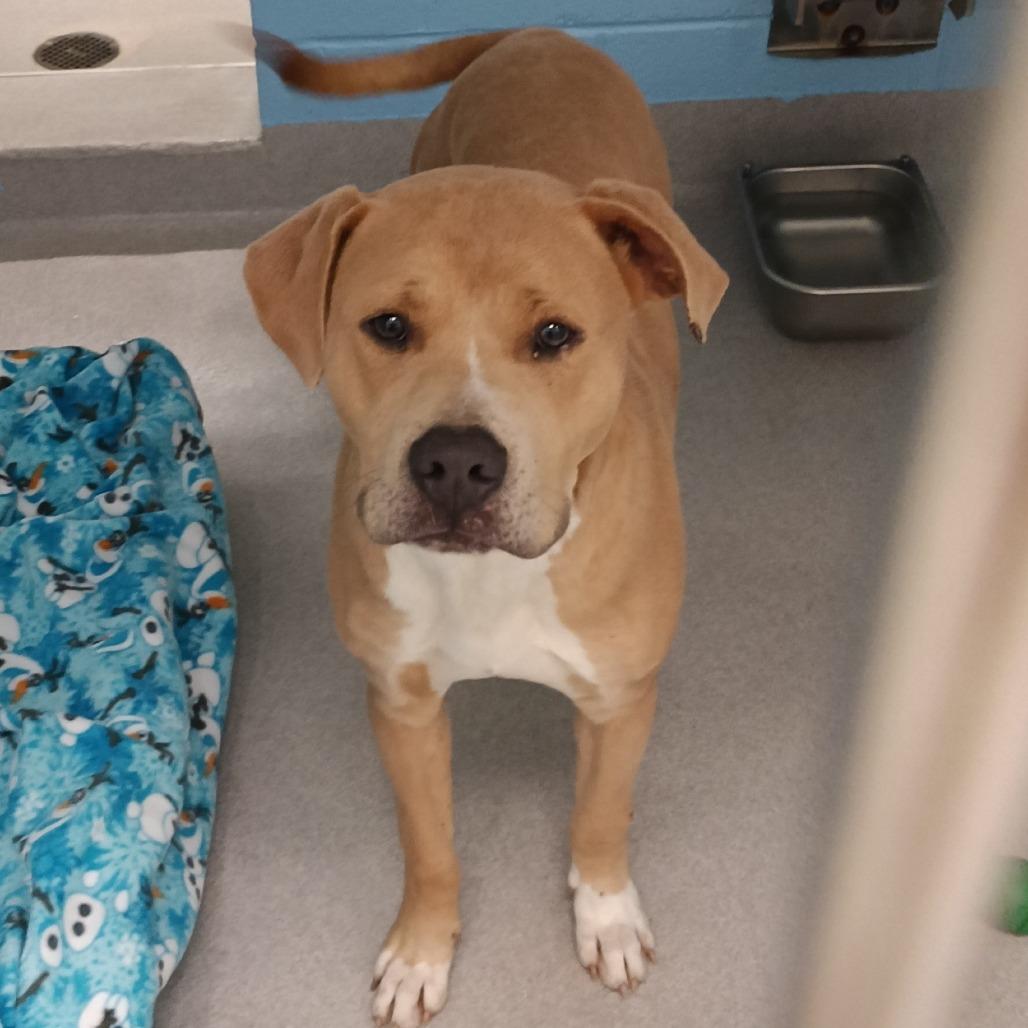 Enlarge Cash, a Adoptable Terrier in Chattanooga, TN image 2/6