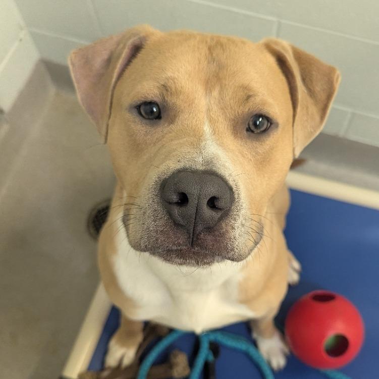 Enlarge Cash, a Adoptable Terrier in Chattanooga, TN image 3/6