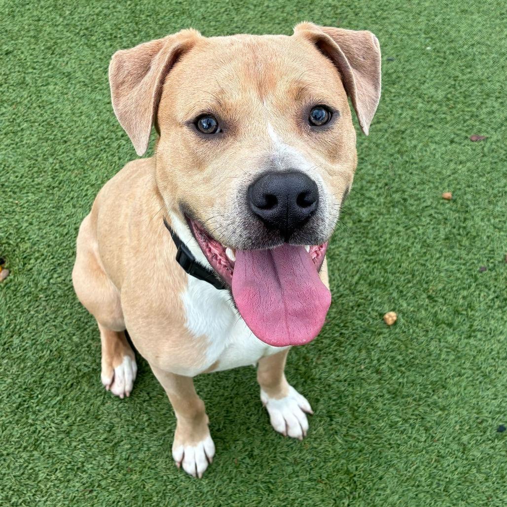 Enlarge Cash, a Adoptable Terrier in Chattanooga, TN image 5/6
