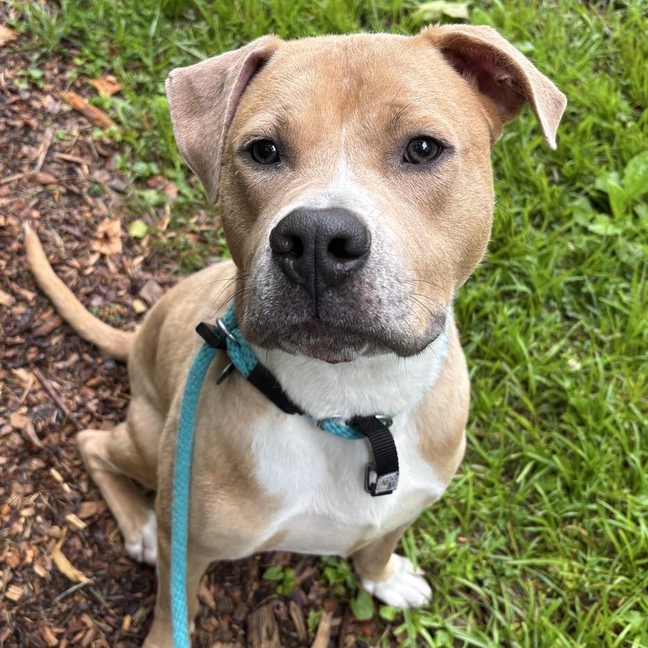 Cash, a Adoptable Terrier in Chattanooga, TN image 6/6