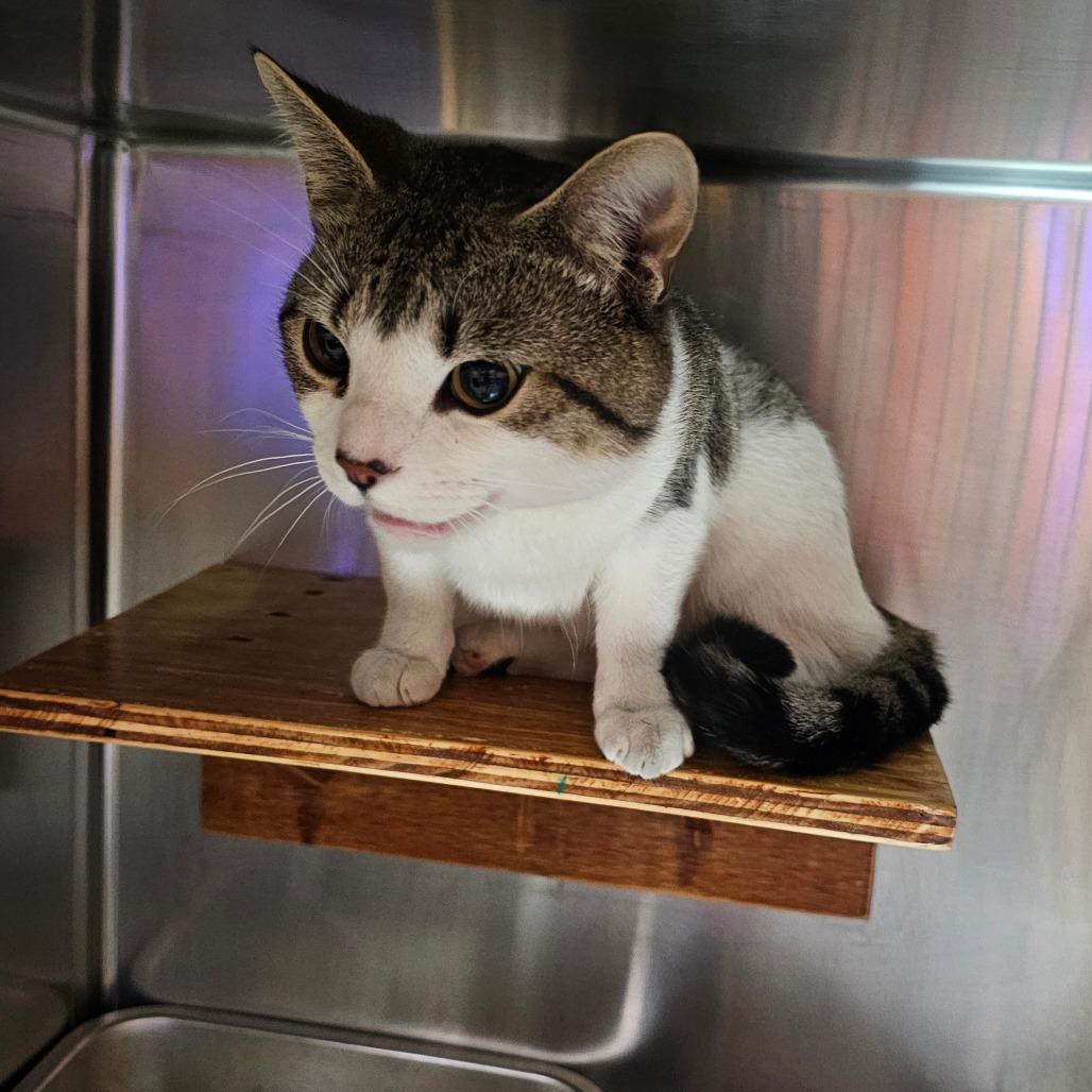 BoJangles, Adoptable, Adult Male Domestic Short Hair.