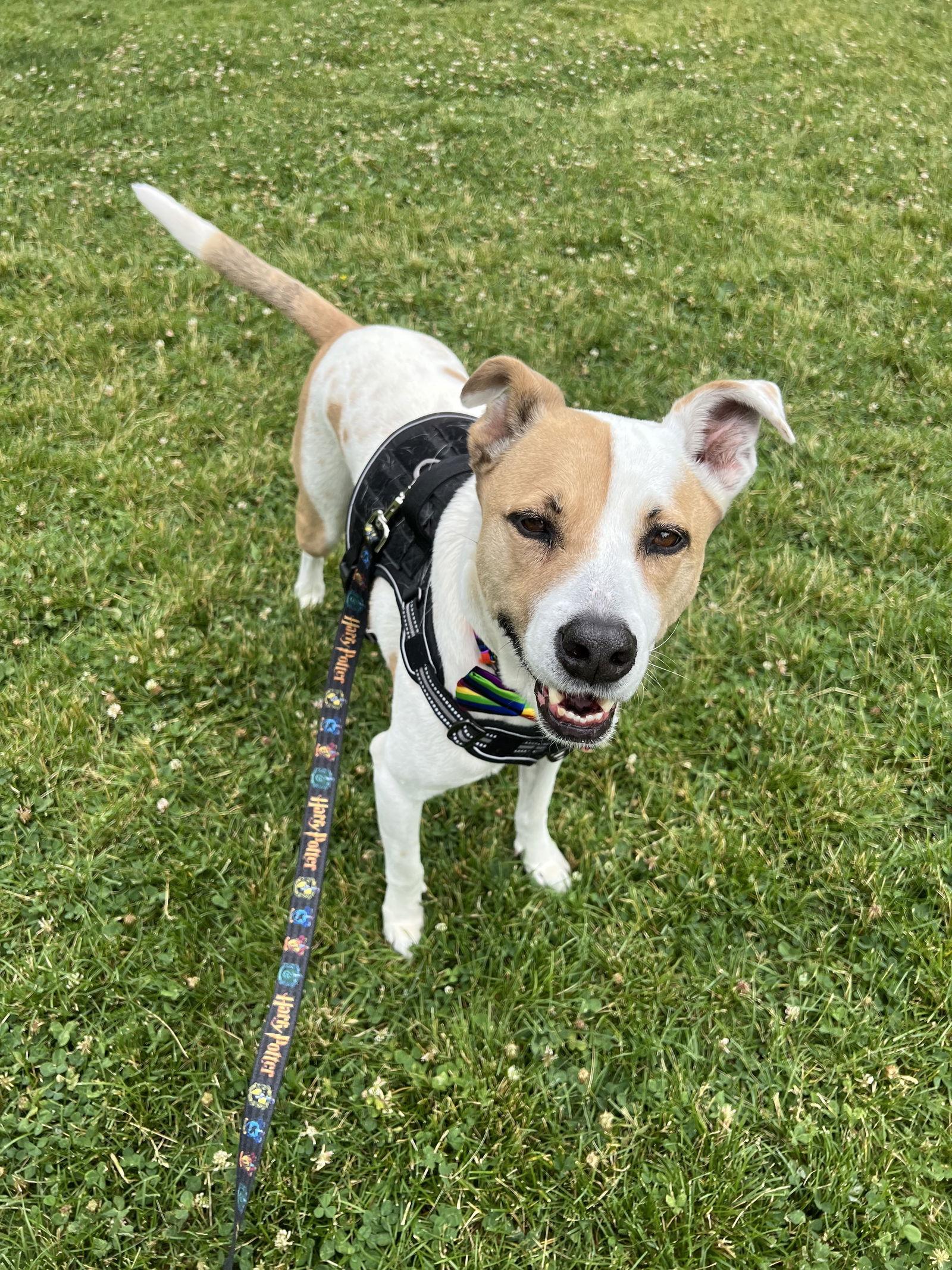 Gryffindor, Adoptable, Adult Male Terrier.