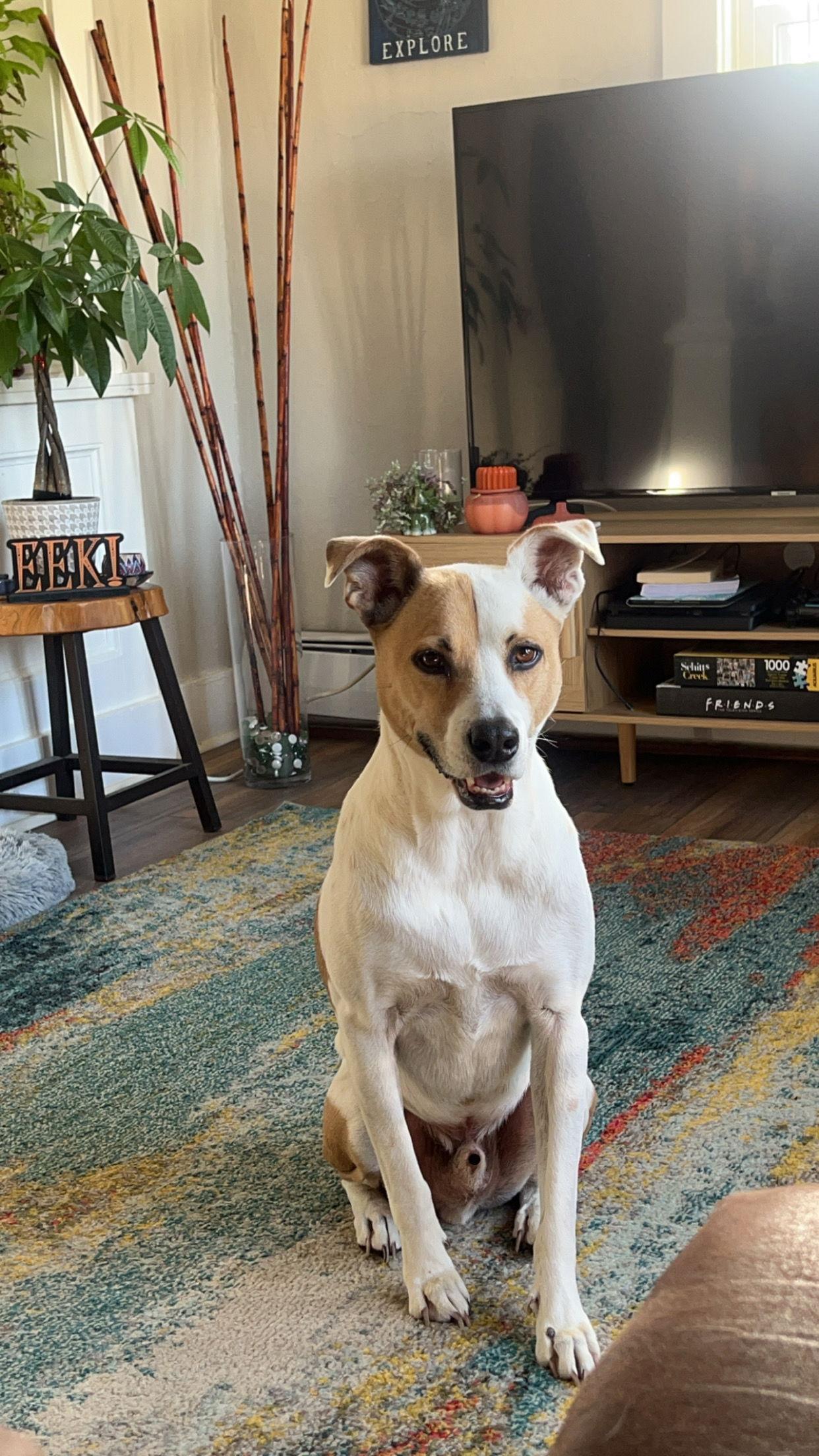 Gryffindor, a Adoptable Terrier in Fort Collins, CO image 2/3