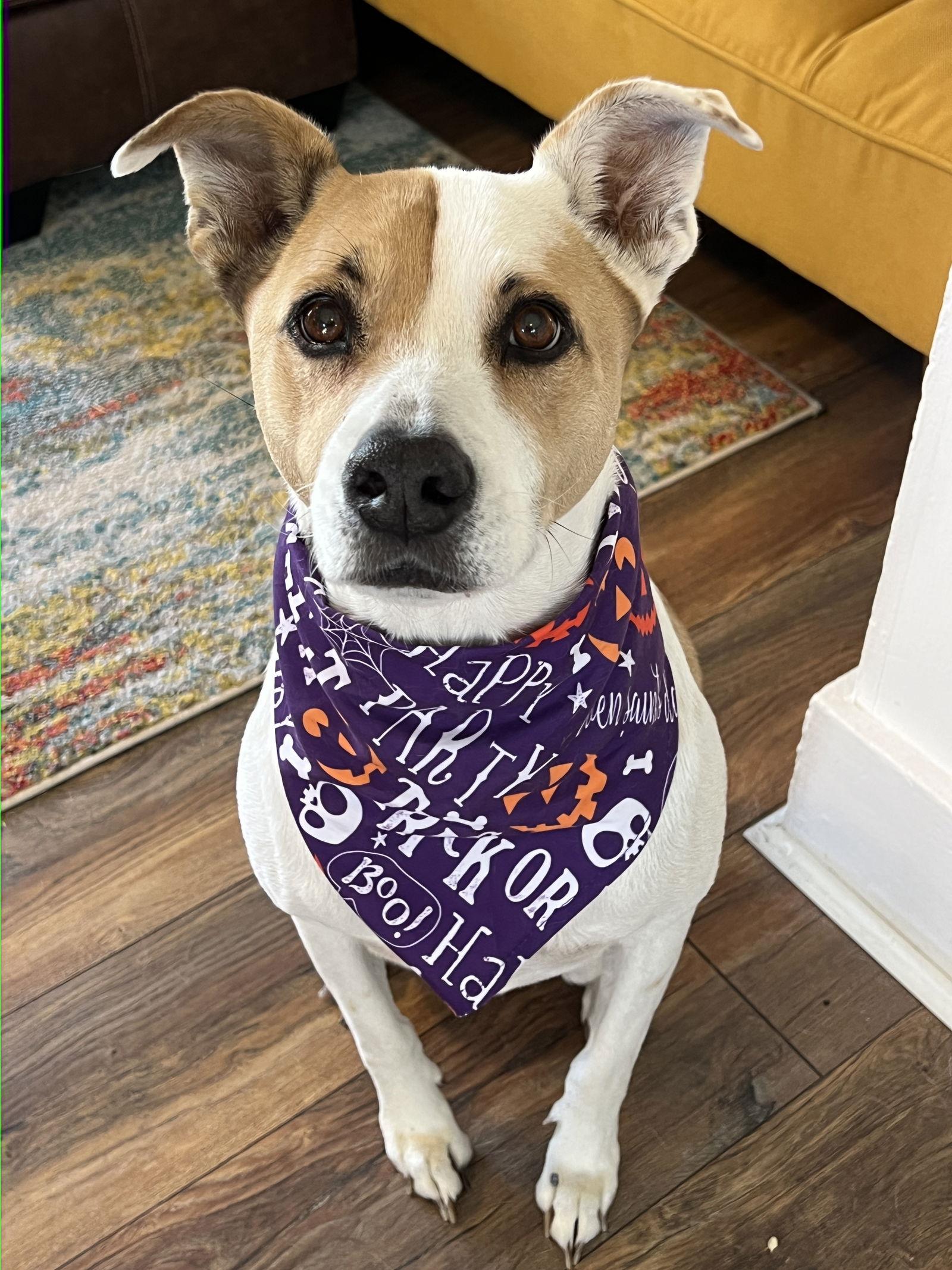 Gryffindor, a Adoptable Terrier in Fort Collins, CO image 3/3