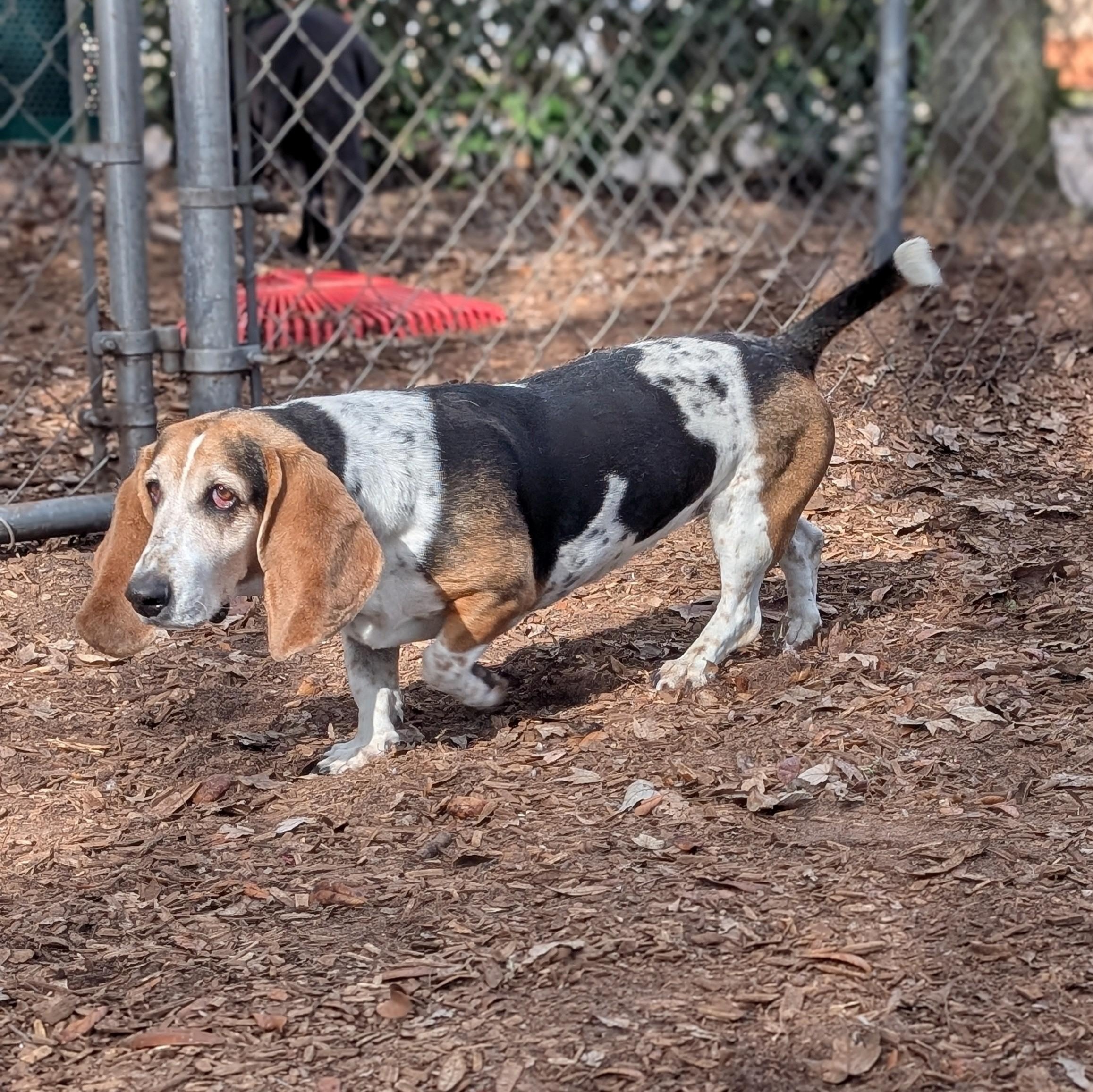 Enlarge Luna, an adopted Basset Hound in St. Augustine, FL image 2/3