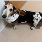 Enlarge Luna, an adopted Basset Hound in St. Augustine, FL image 3/3