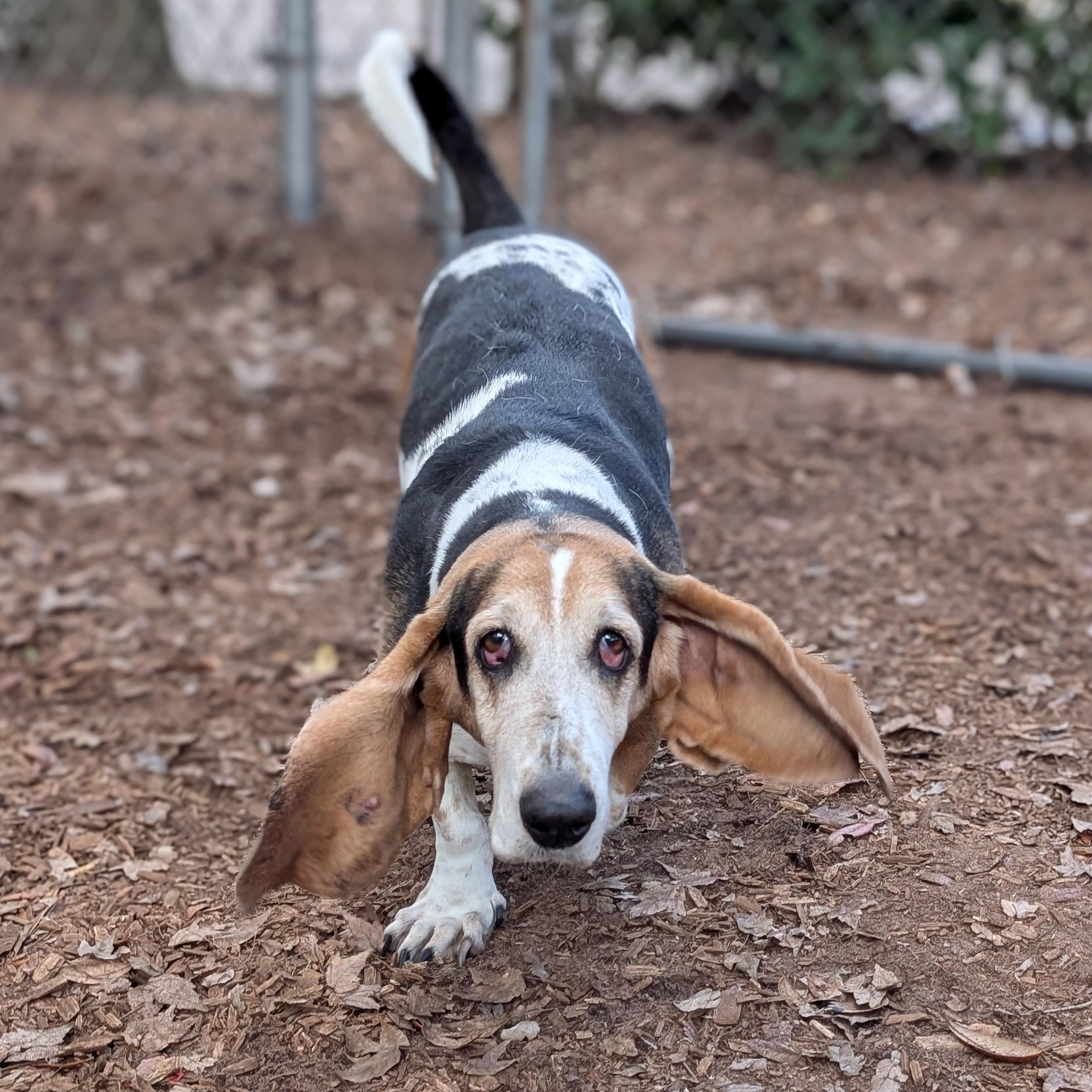Enlarge Luna, an adopted Basset Hound in St. Augustine, FL image 1/3