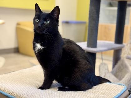 Enlarge Aisling, an adopted Domestic Short Hair in Downers Grove, IL image 3/3