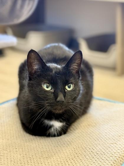 Enlarge Aisling, an adopted Domestic Short Hair in Downers Grove, IL image 2/3