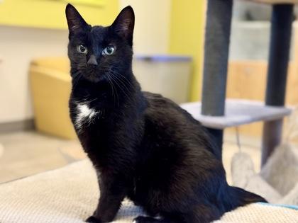 Aisling, adopted, Adult Female Domestic Short Hair.