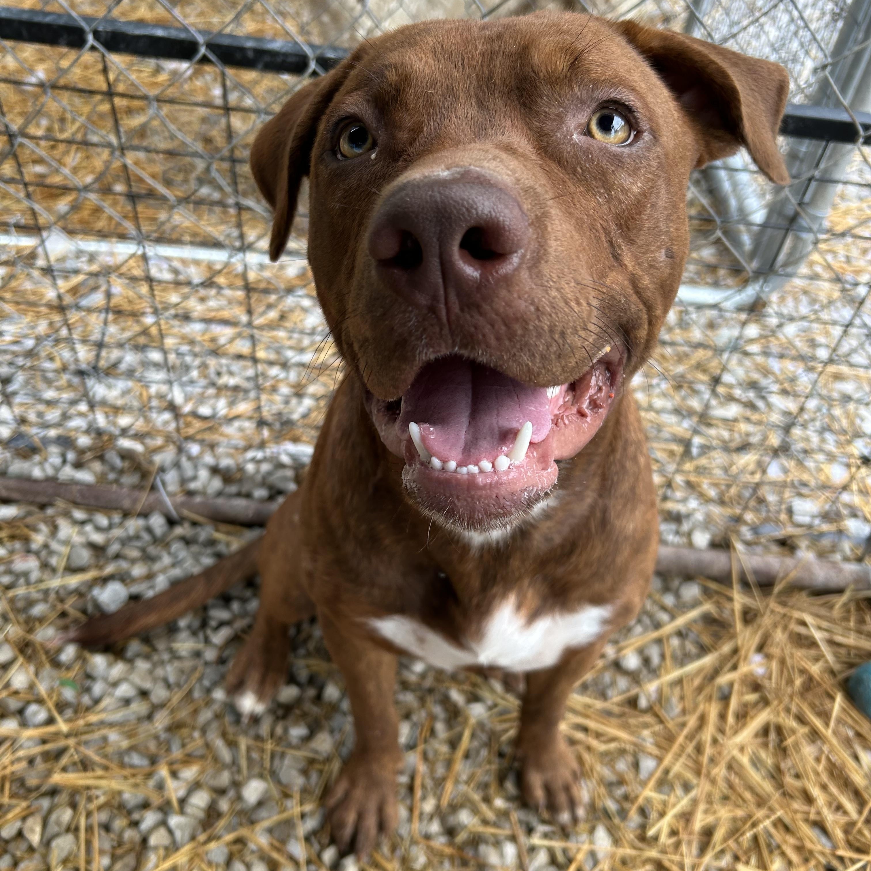 Dorito, Adoptable, Adult Male Mixed Breed.