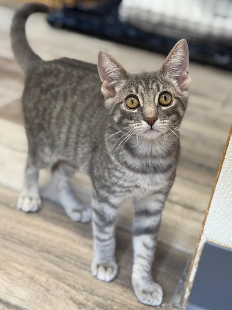 Fern, Adopted, Kitten Female Domestic Short Hair.