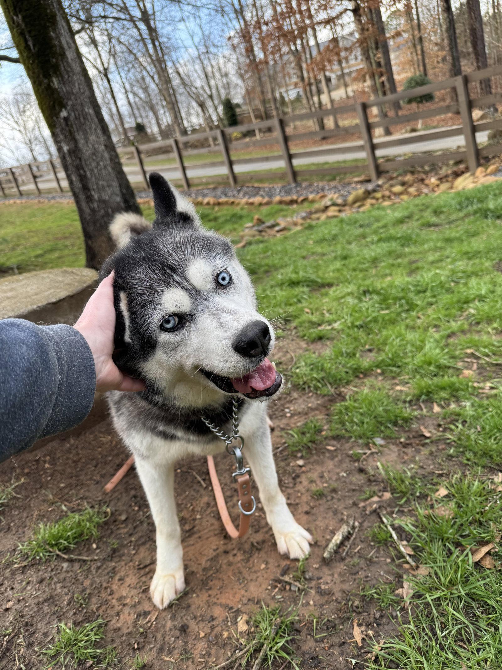 Enlarge Neo, a Adoptable Siberian Husky in Cumming, GA image 1/3
