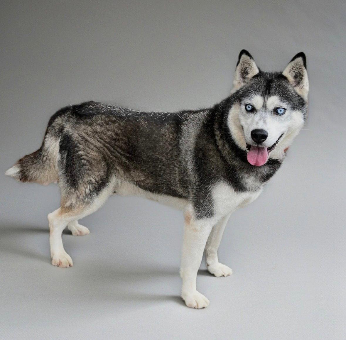 Neo, Adoptable, Adult Male Siberian Husky.