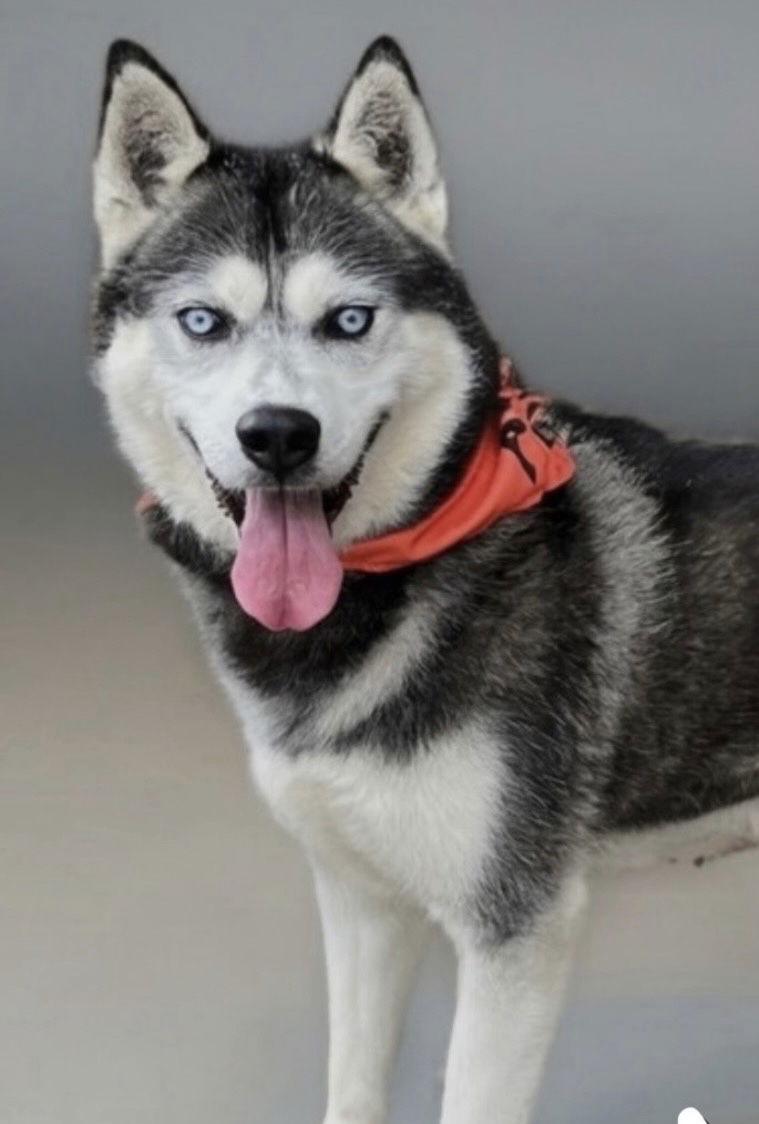 Neo, Adoptable, Adult Male Siberian Husky.
