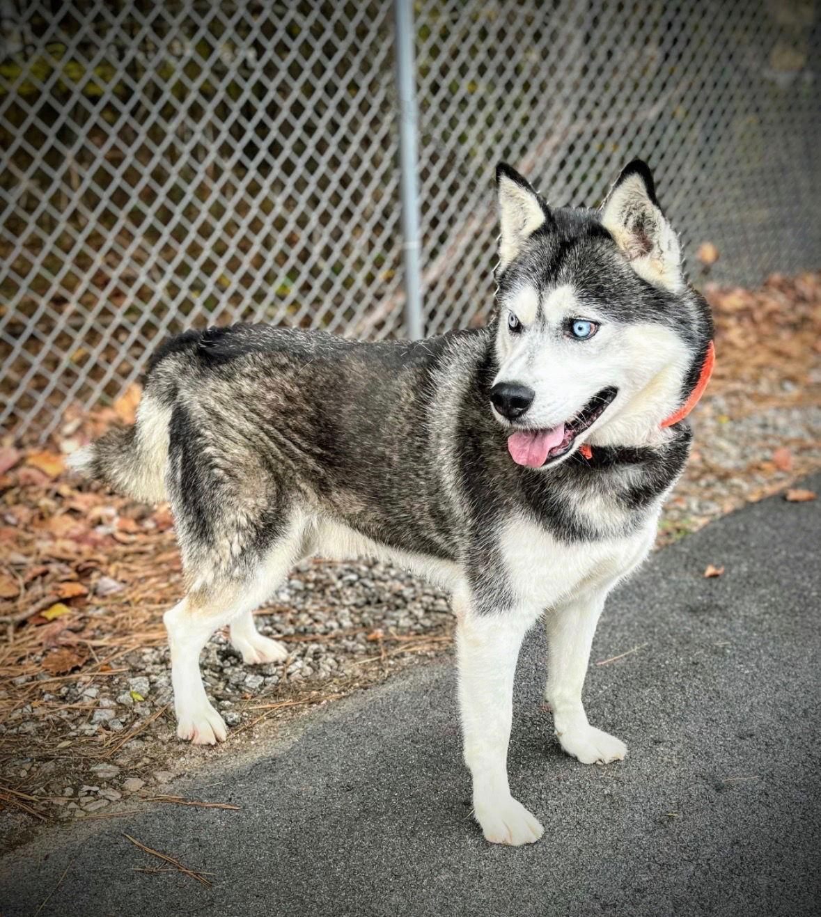 Enlarge Neo, a Adoptable Siberian Husky in Cumming, GA image 3/3